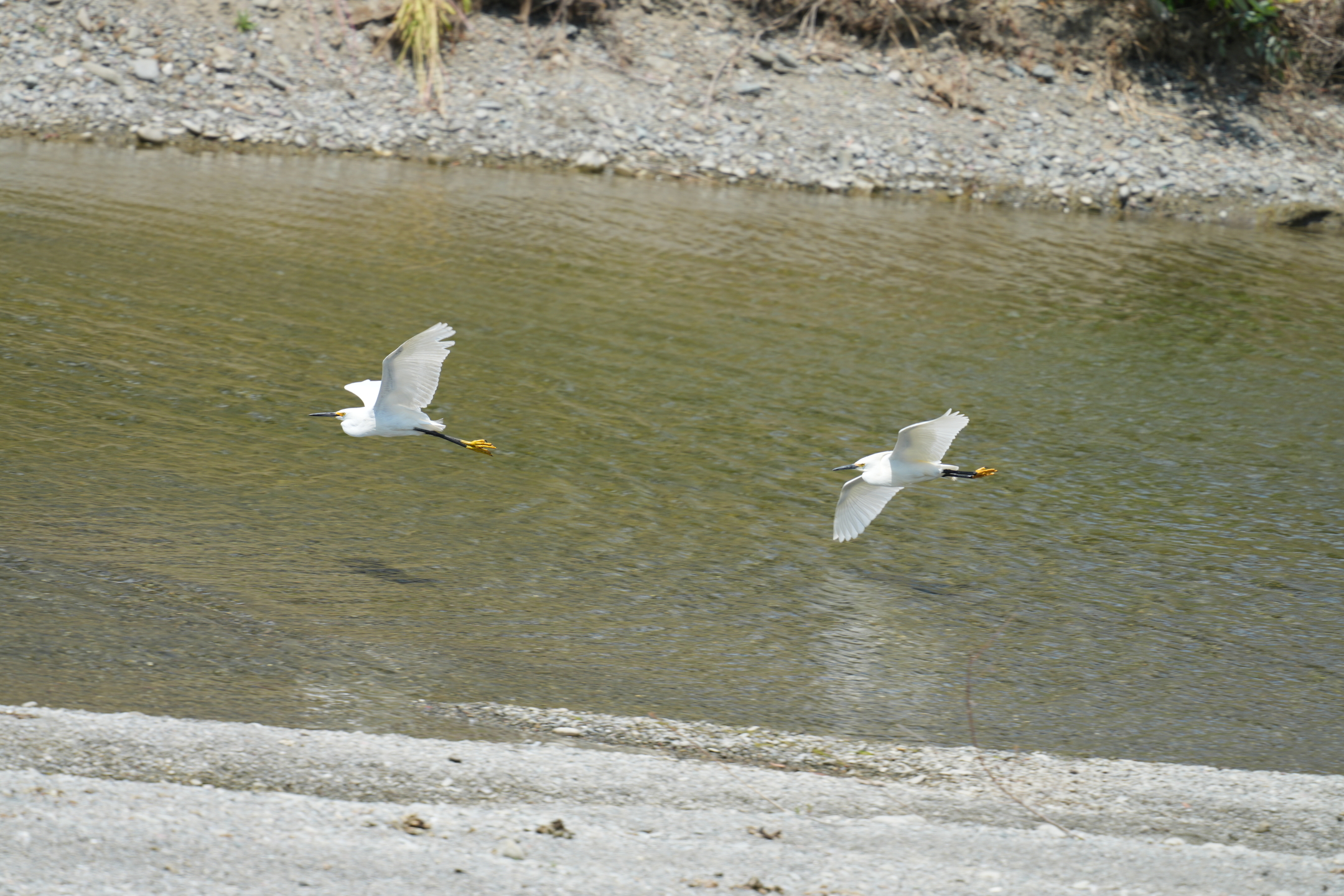 Snowy Egret Defending Breeding Area