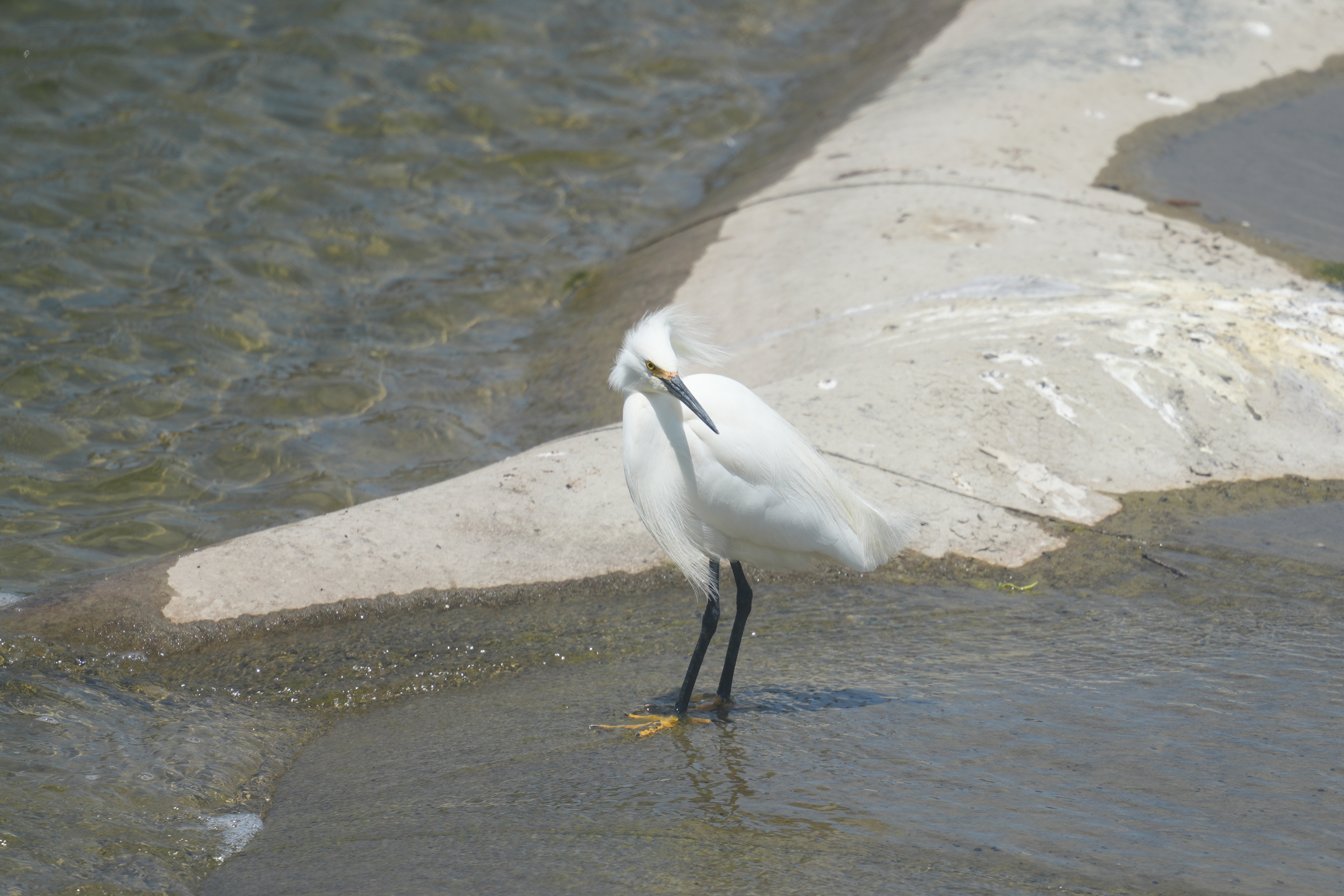 Snowy Egret