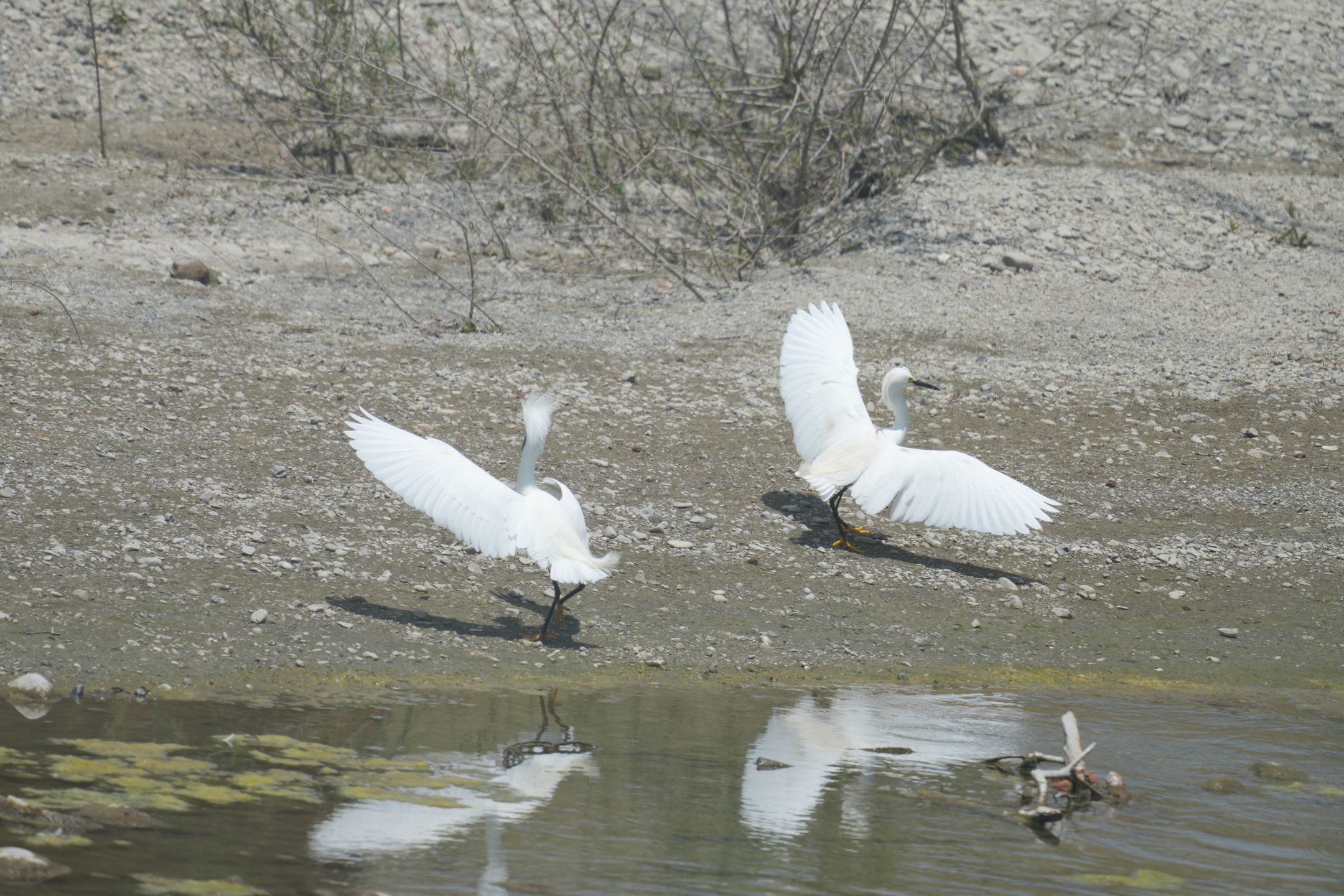 Snowy Egret Defending Breeding Area