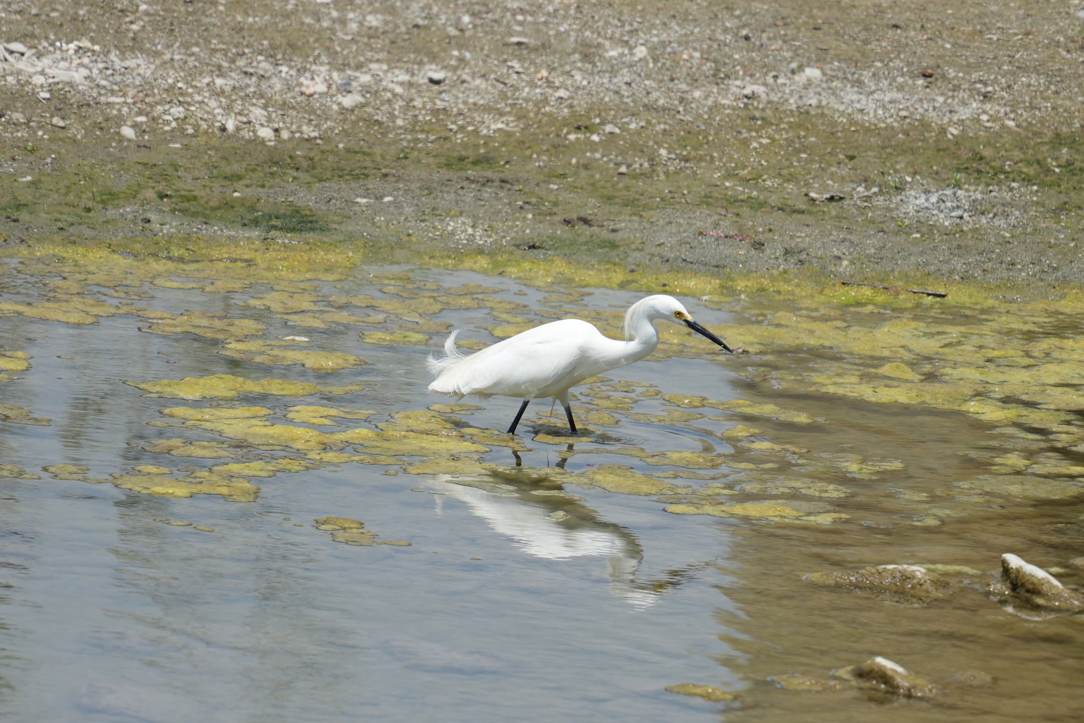 Snowy Egret