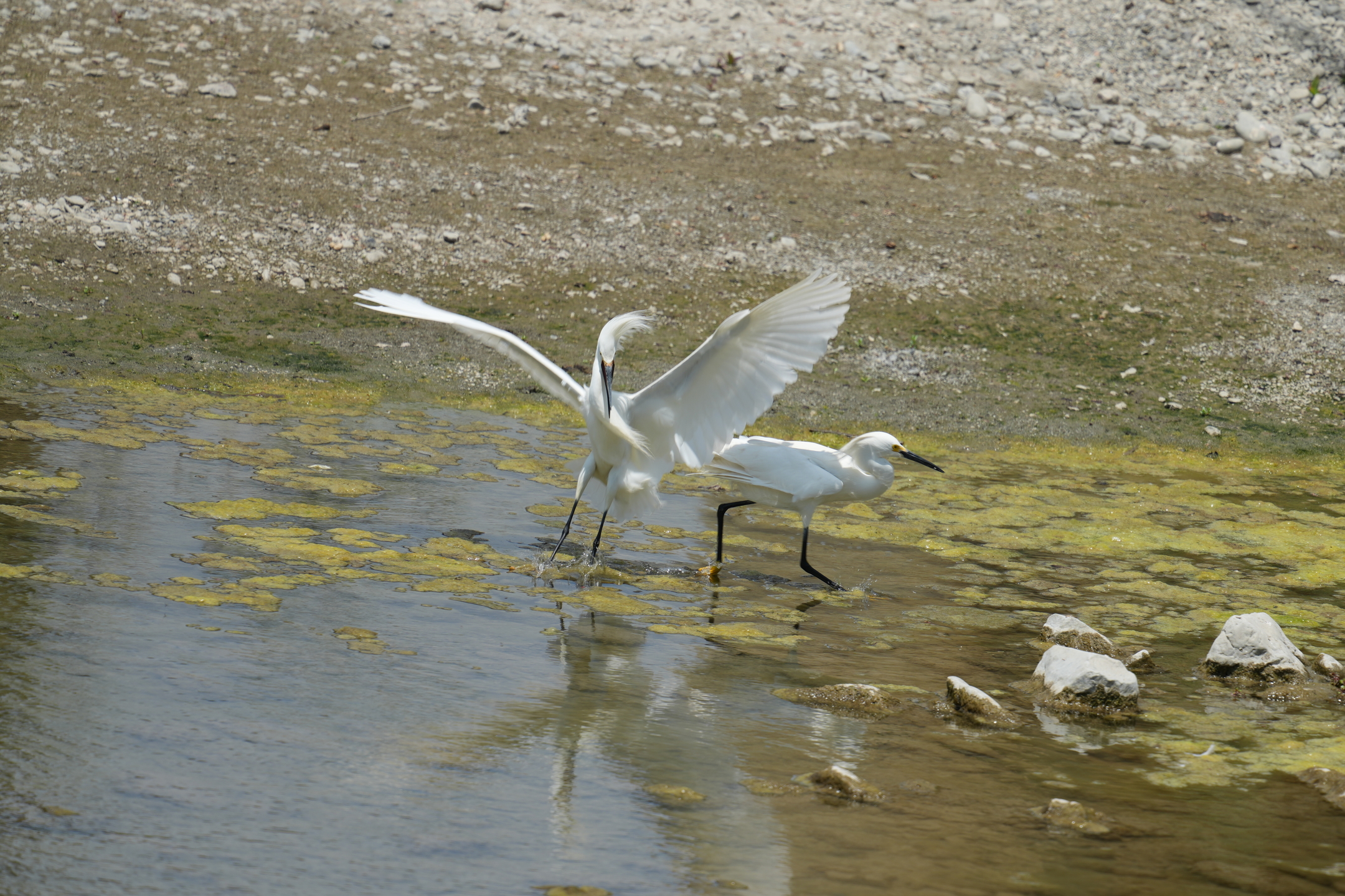 Snowy Egret Defending Breeding Area