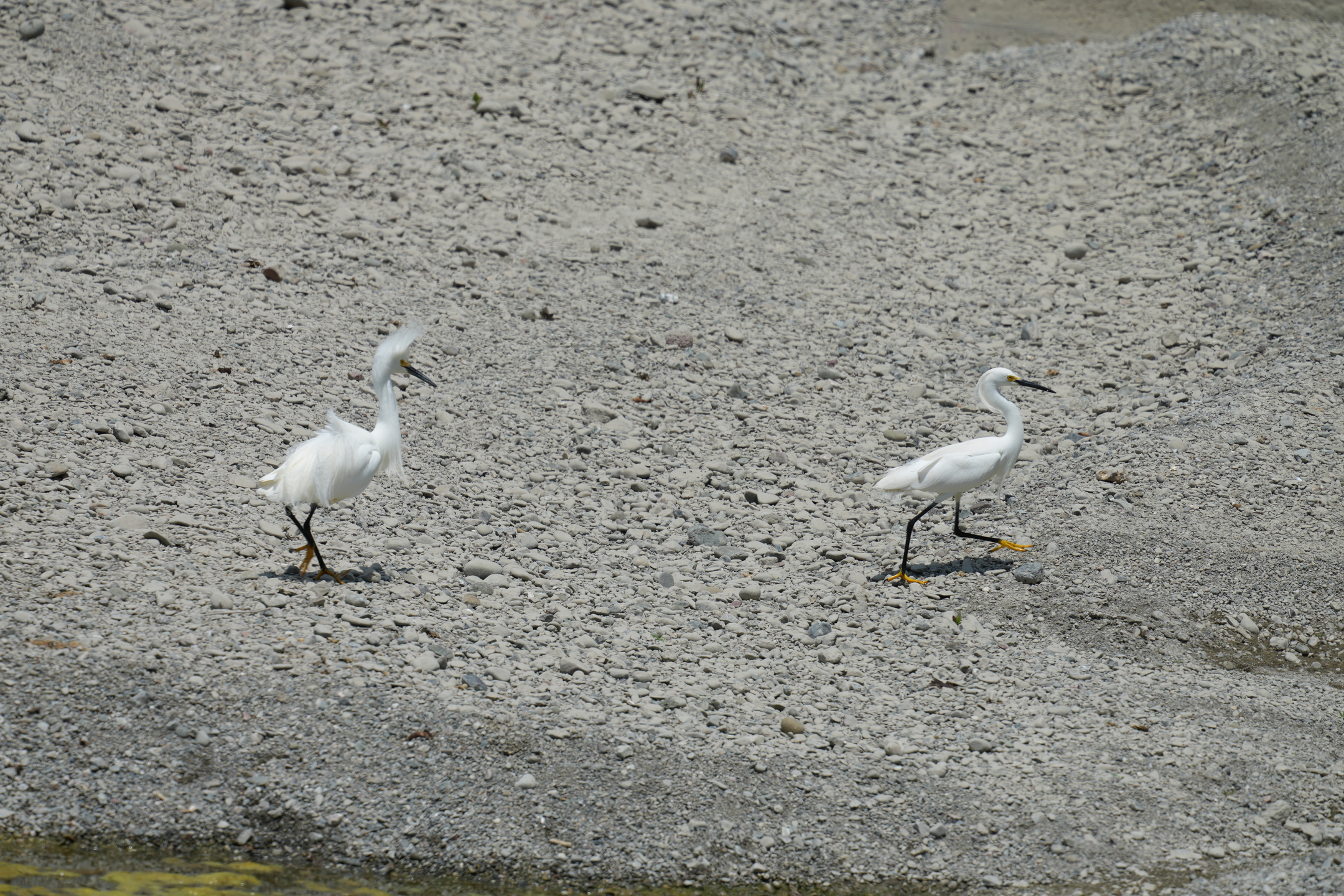 Snowy Egret Defending Breeding Area