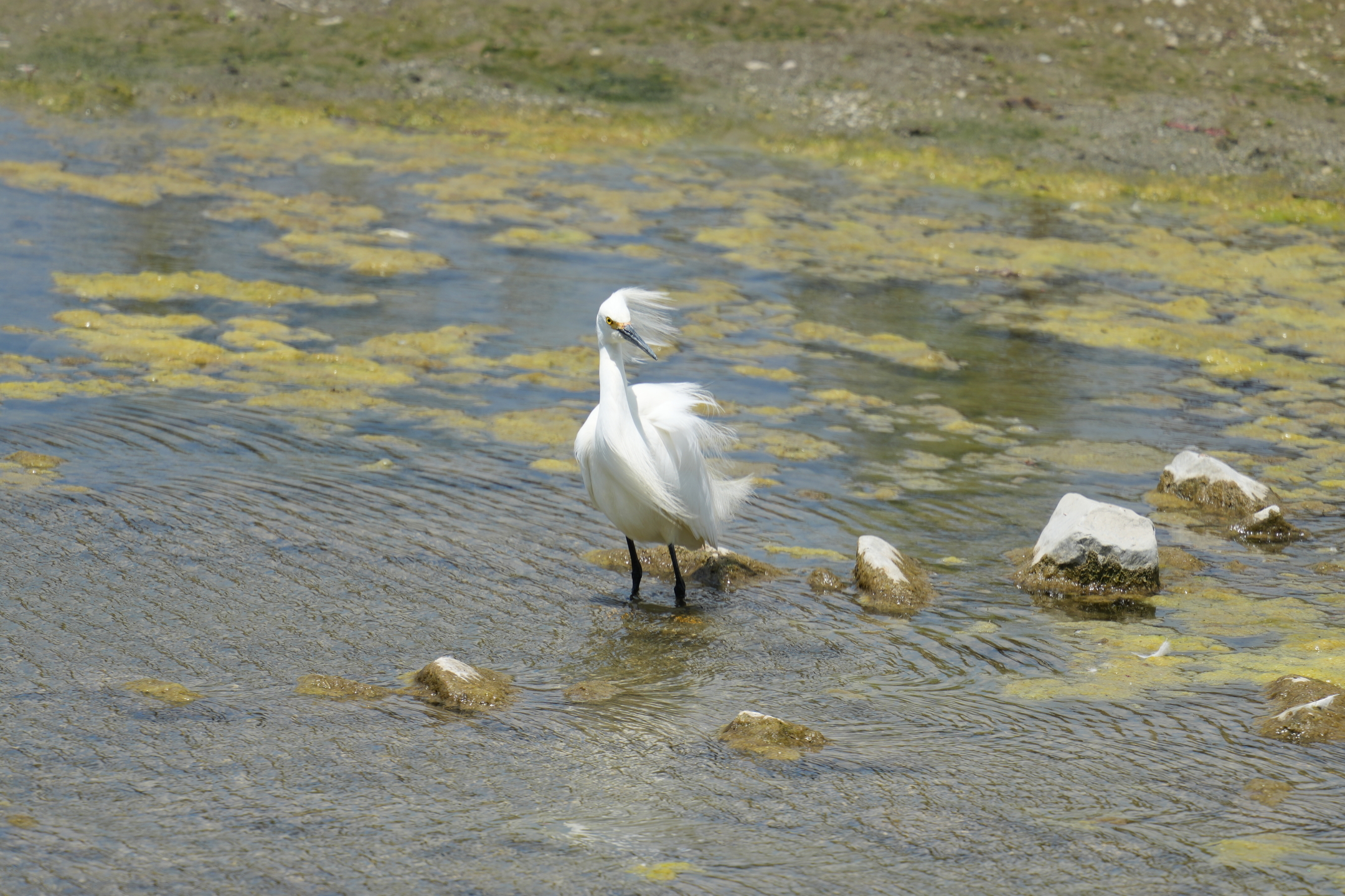 Snowy Egret