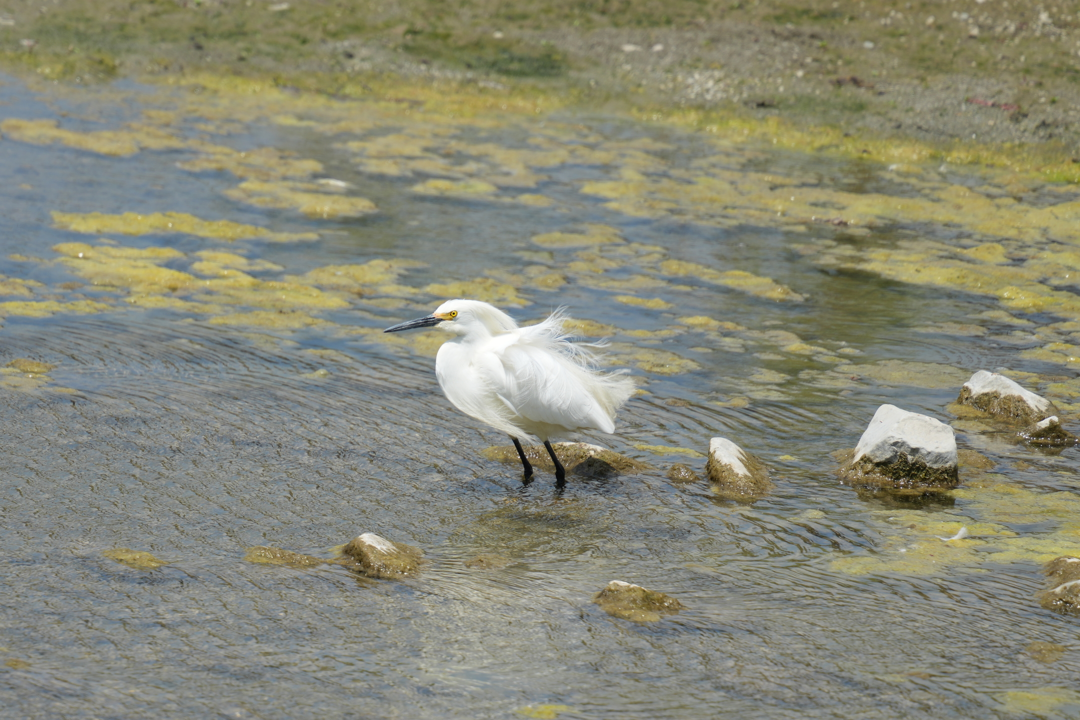 Snowy Egret