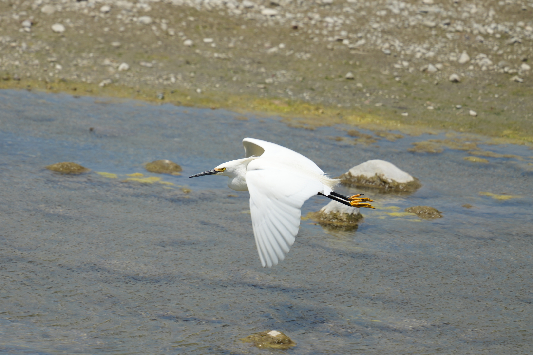 Snowy Egret