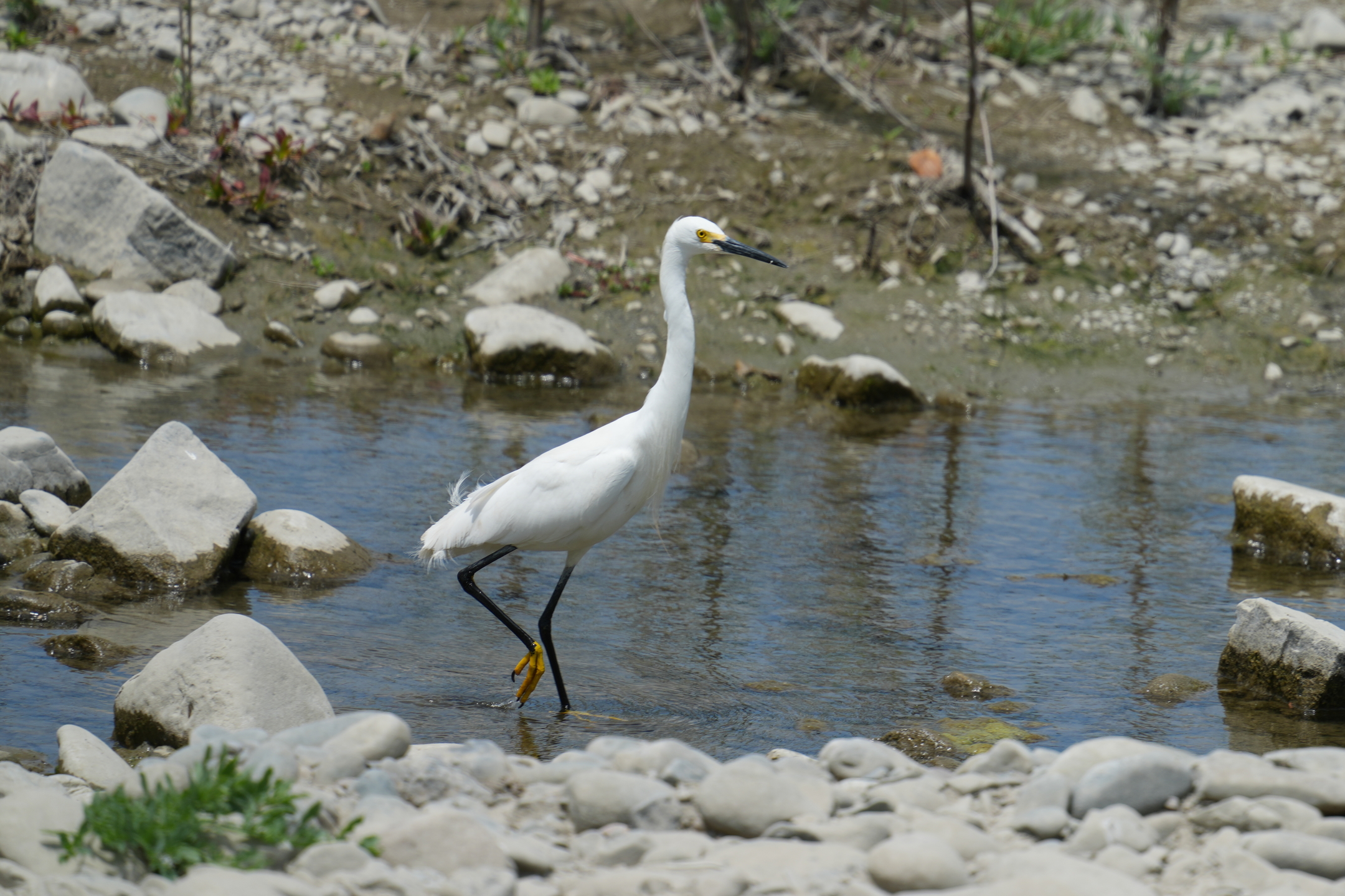 Snowy Egret
