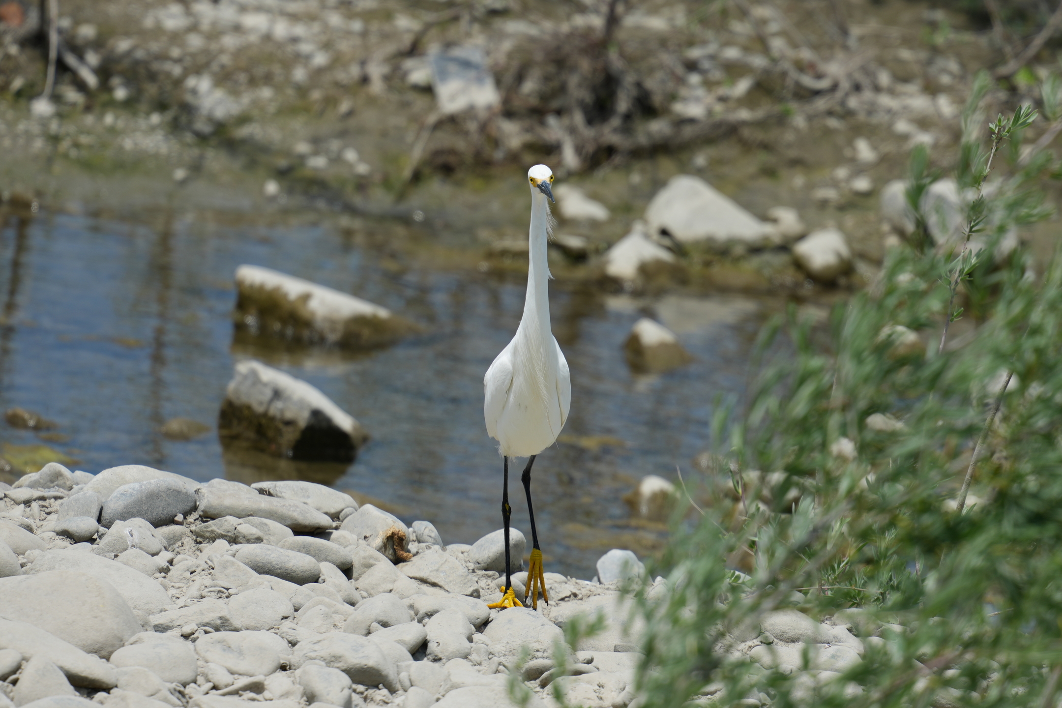 Snowy Egret