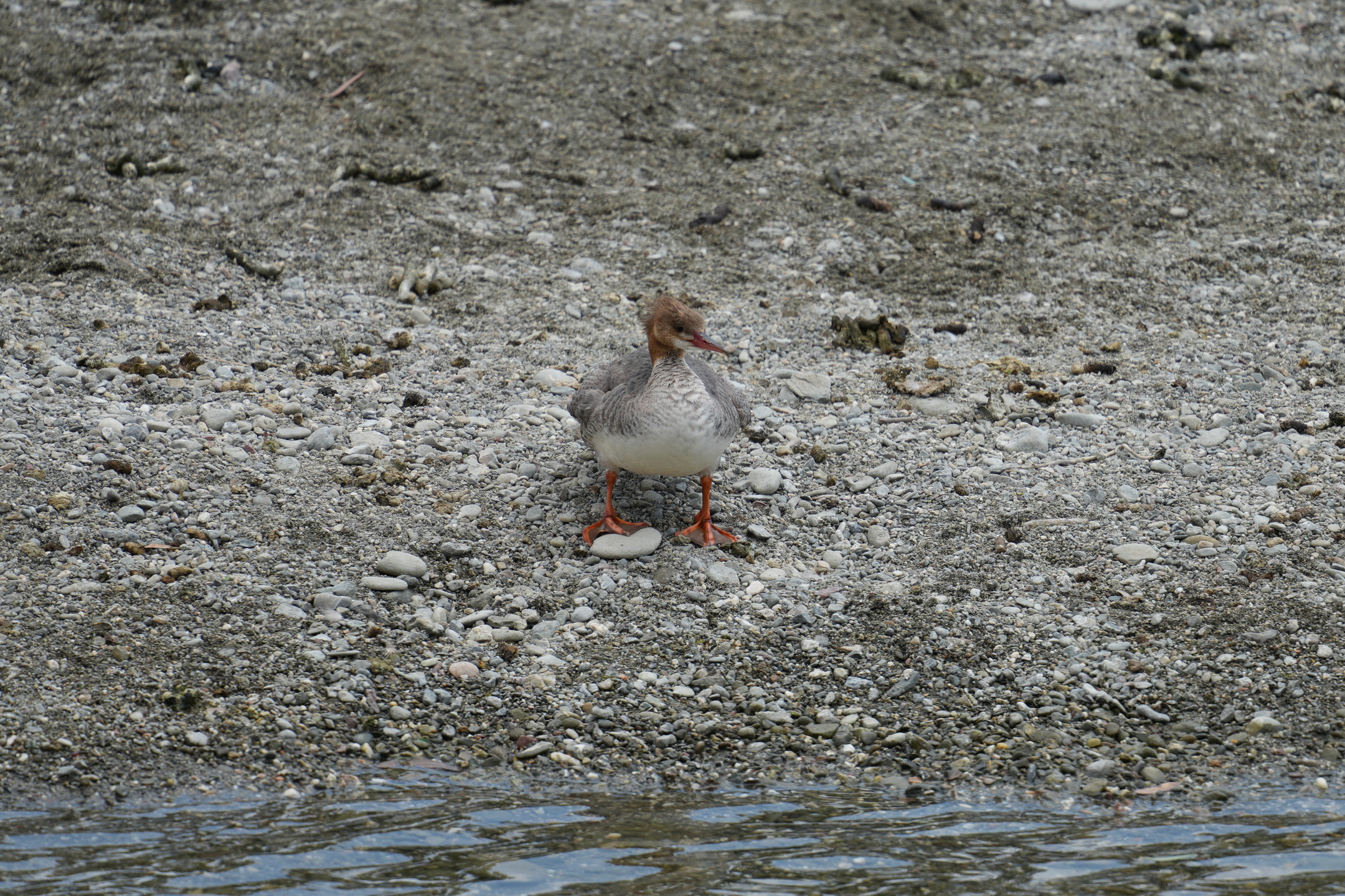 Common Merganser