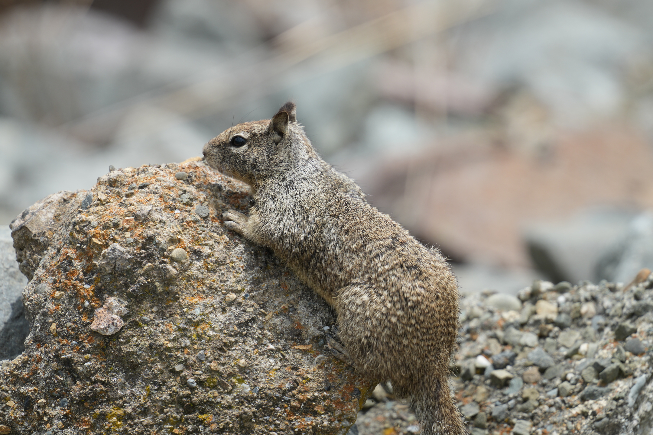 California Ground Squirrel