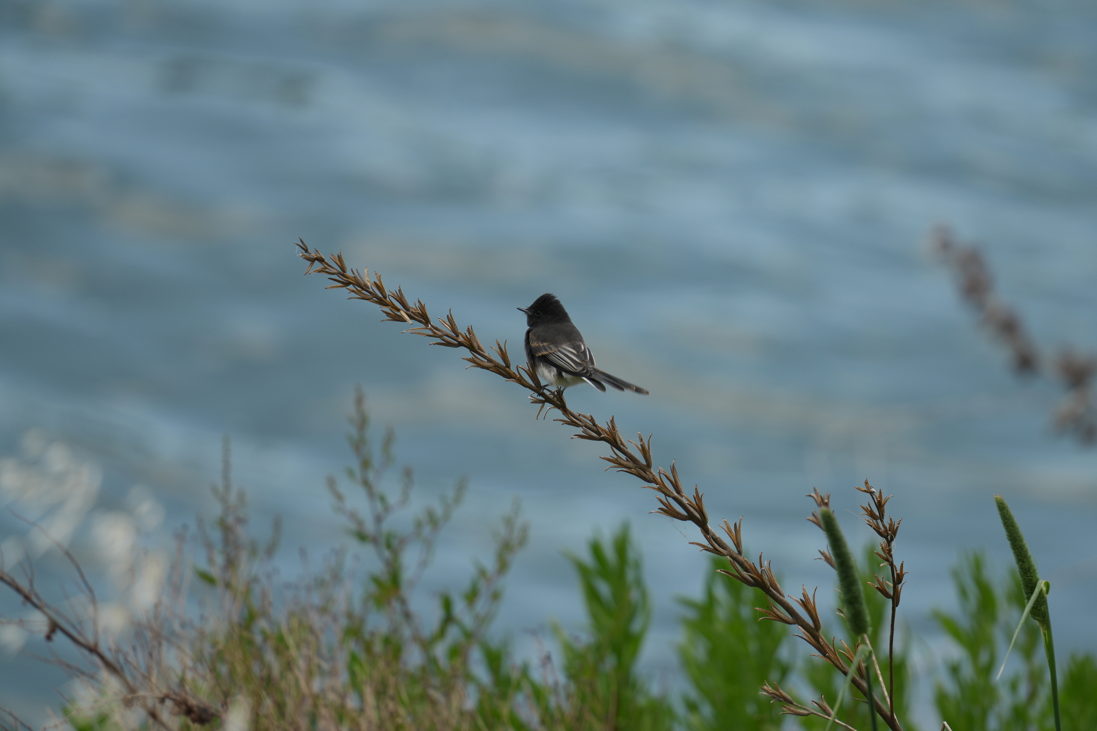 Black Phoebe