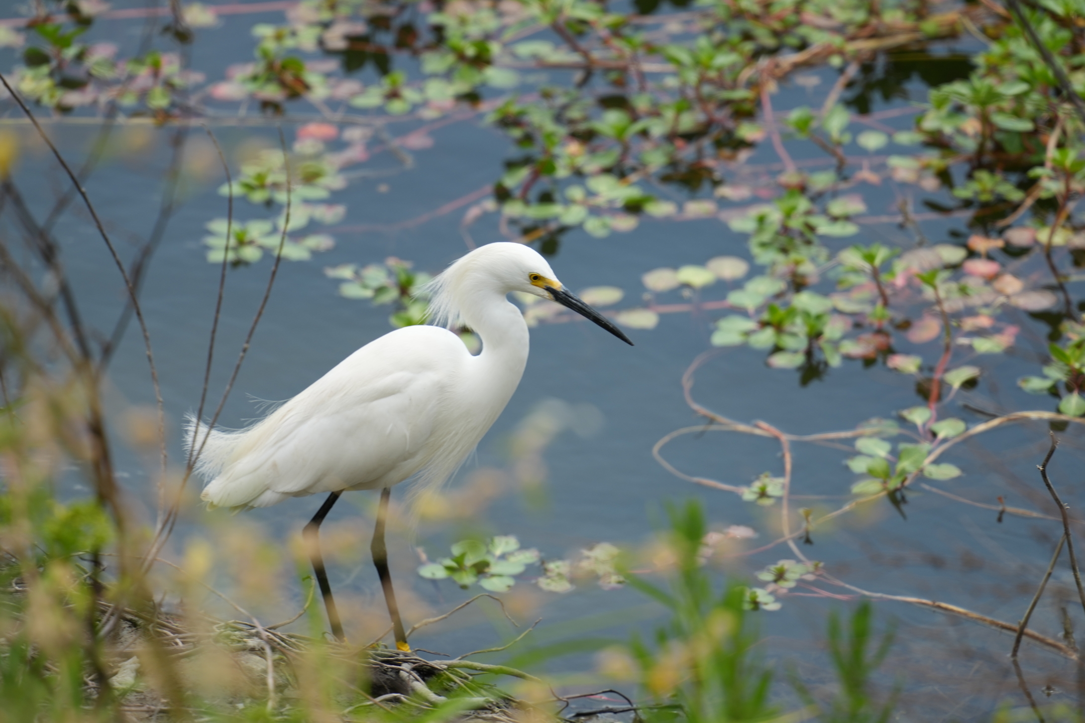 Snowy Egret