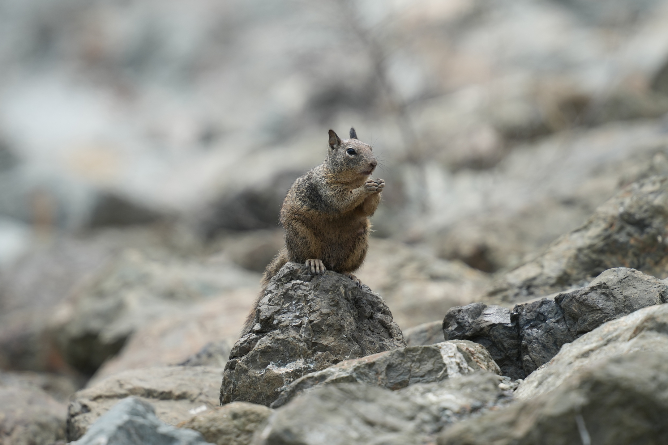 Rock Squirrel