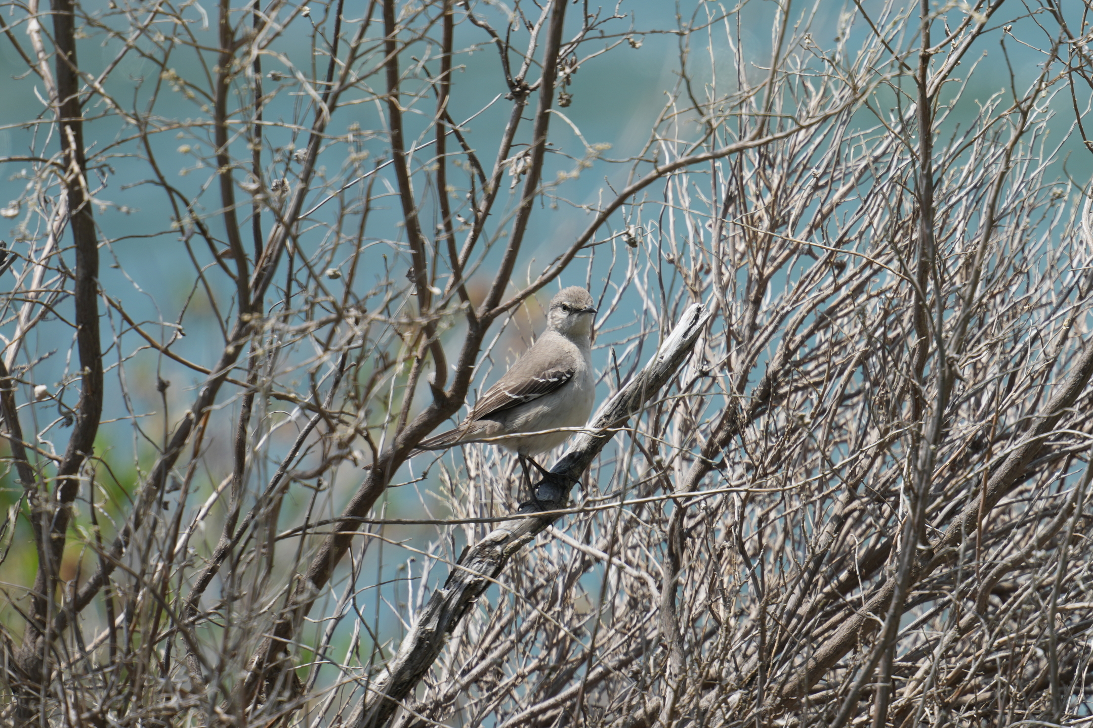 Northern Mockingbird