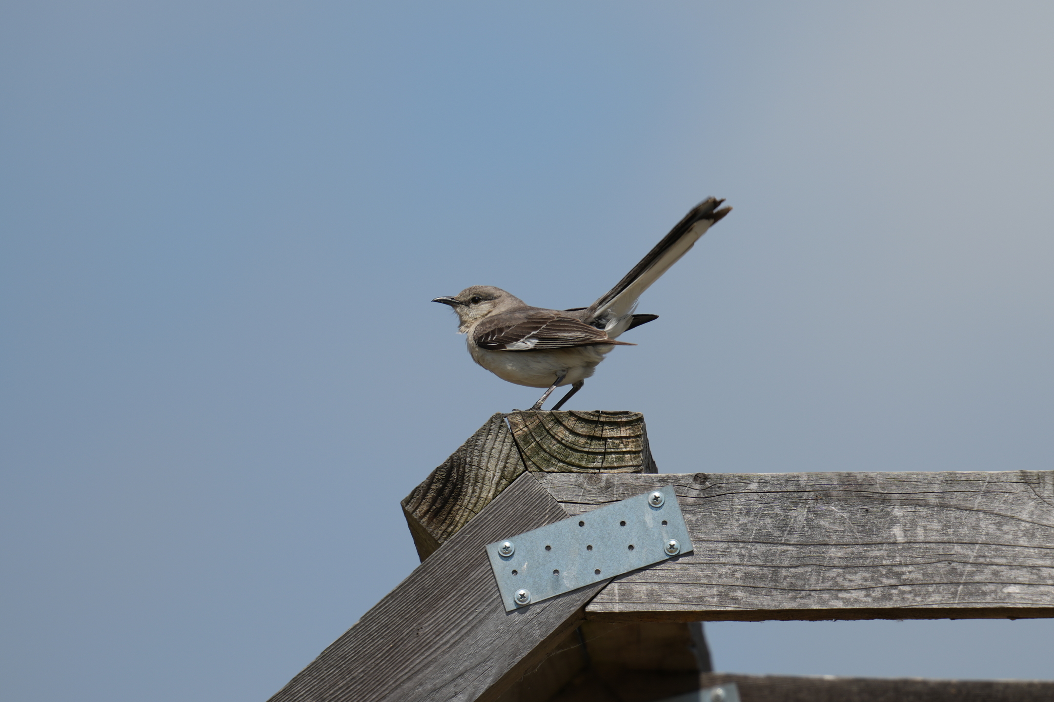 Northern Mockingbird