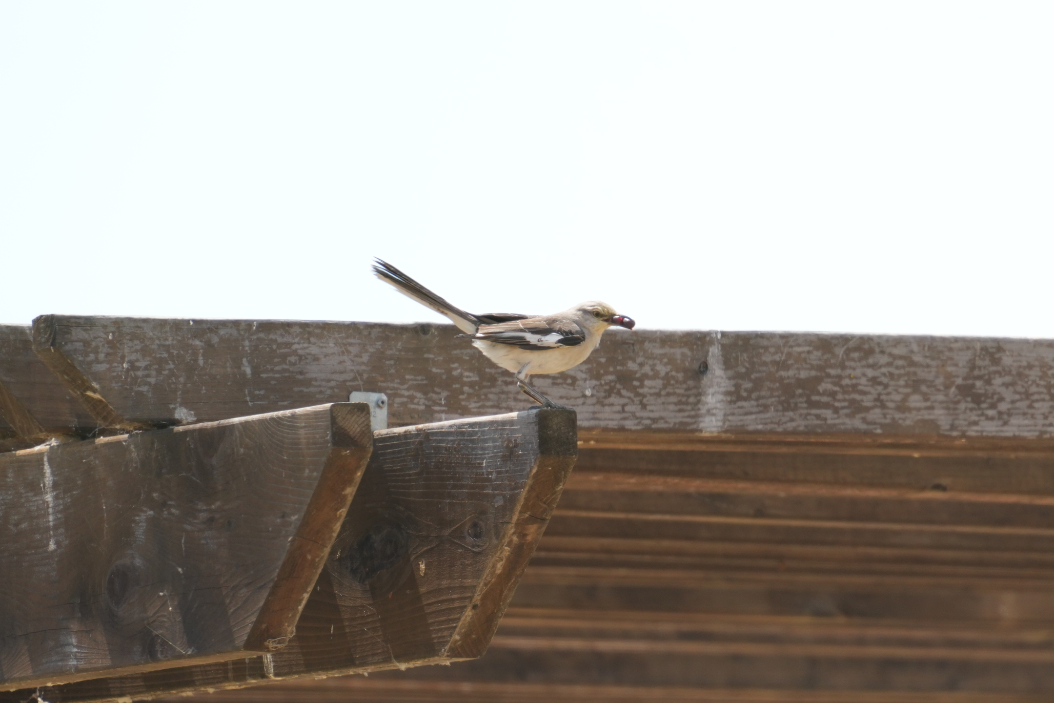 Northern Mockingbird