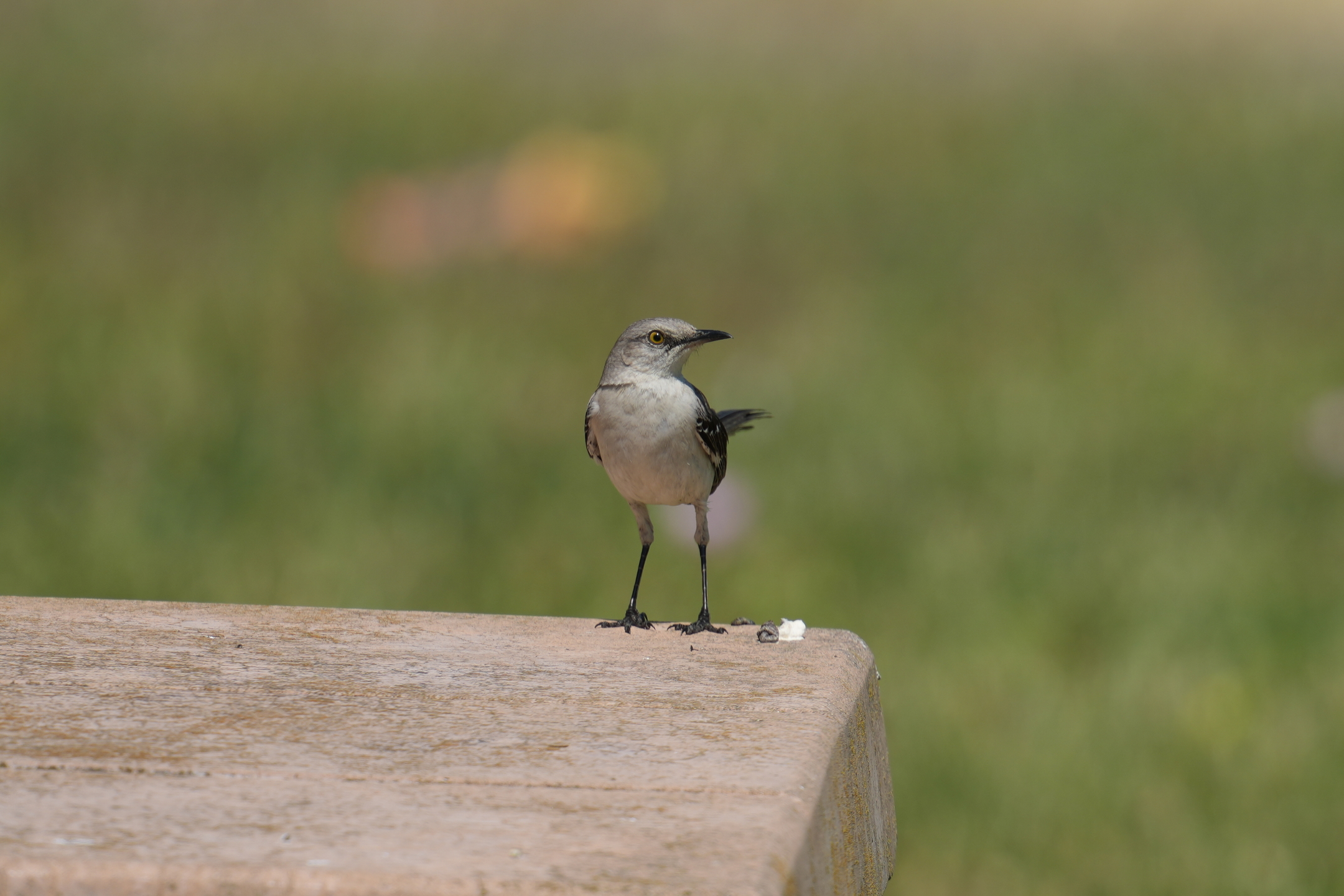 Northern Mockingbird