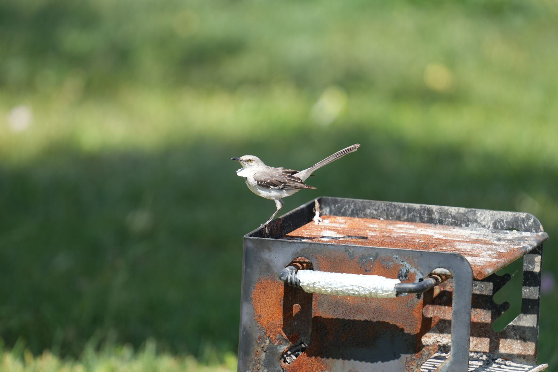 Northern Mockingbird
