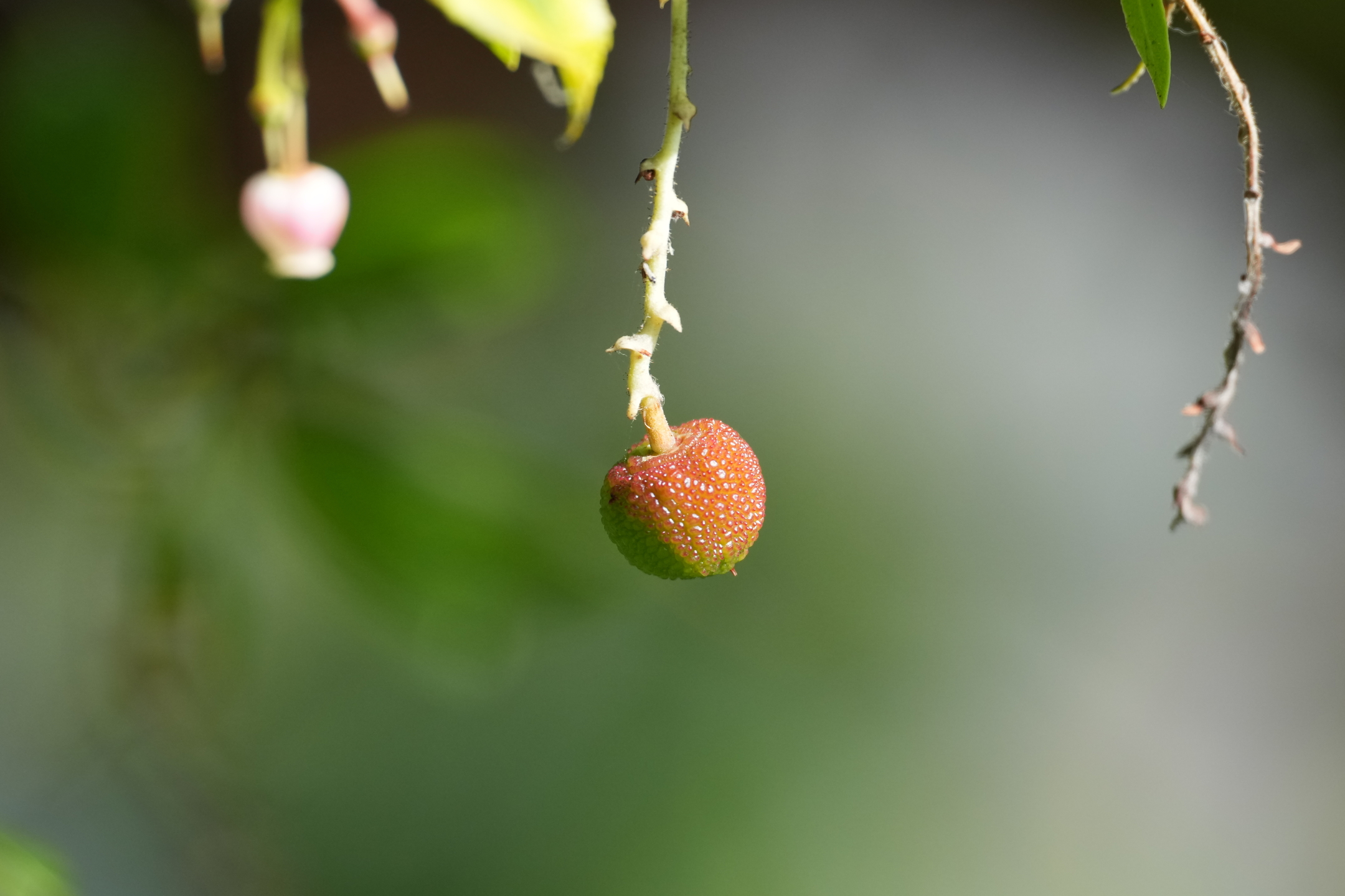 Strawberry Tree