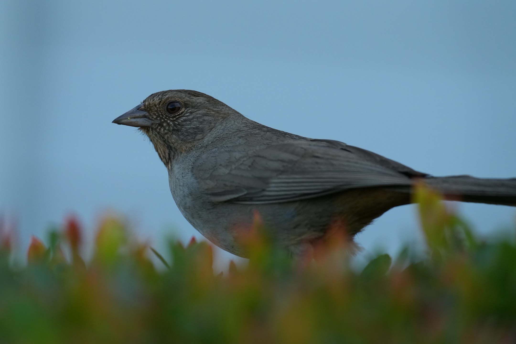 California Towhee