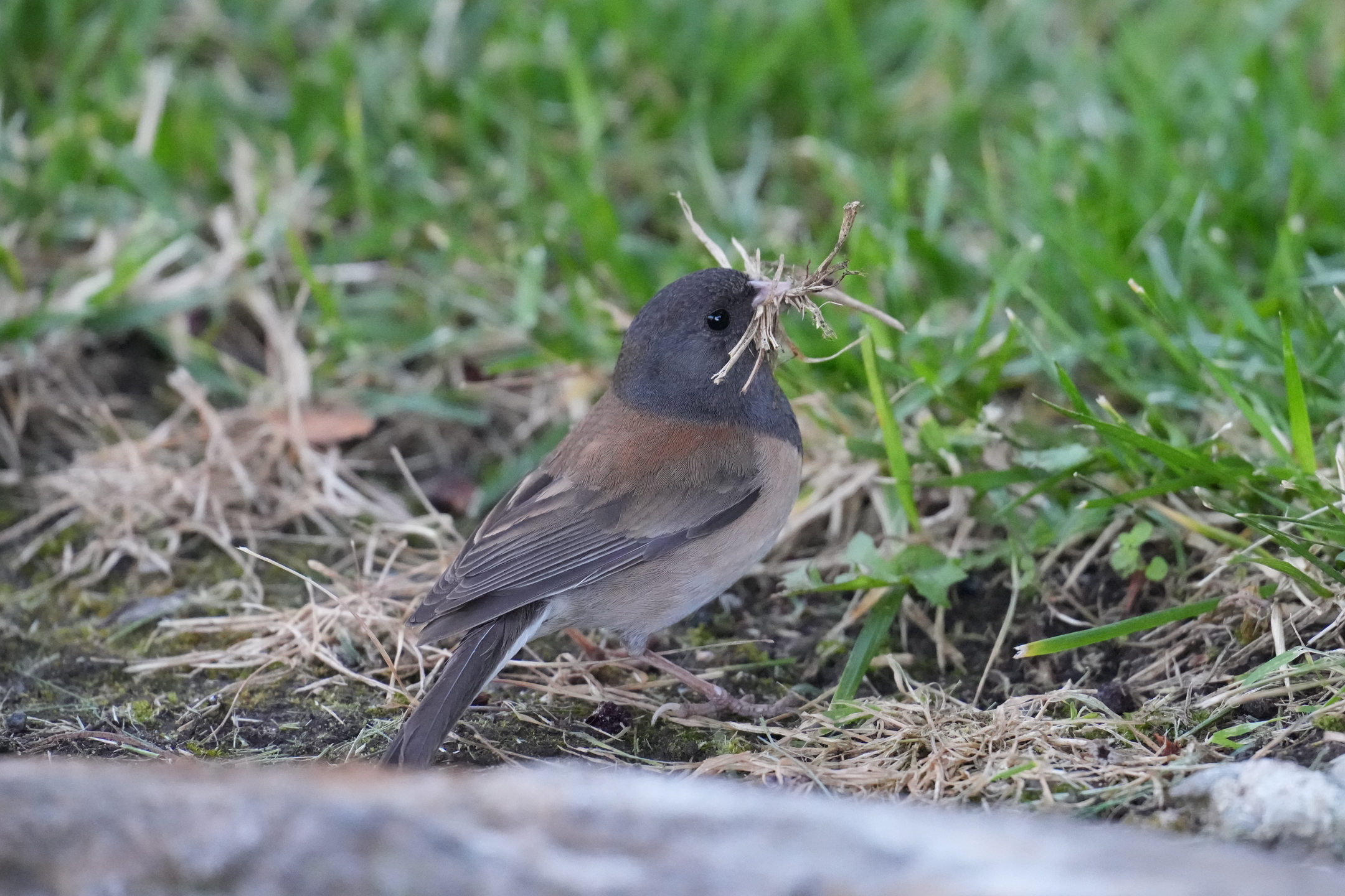 Dark-Eyed Junco