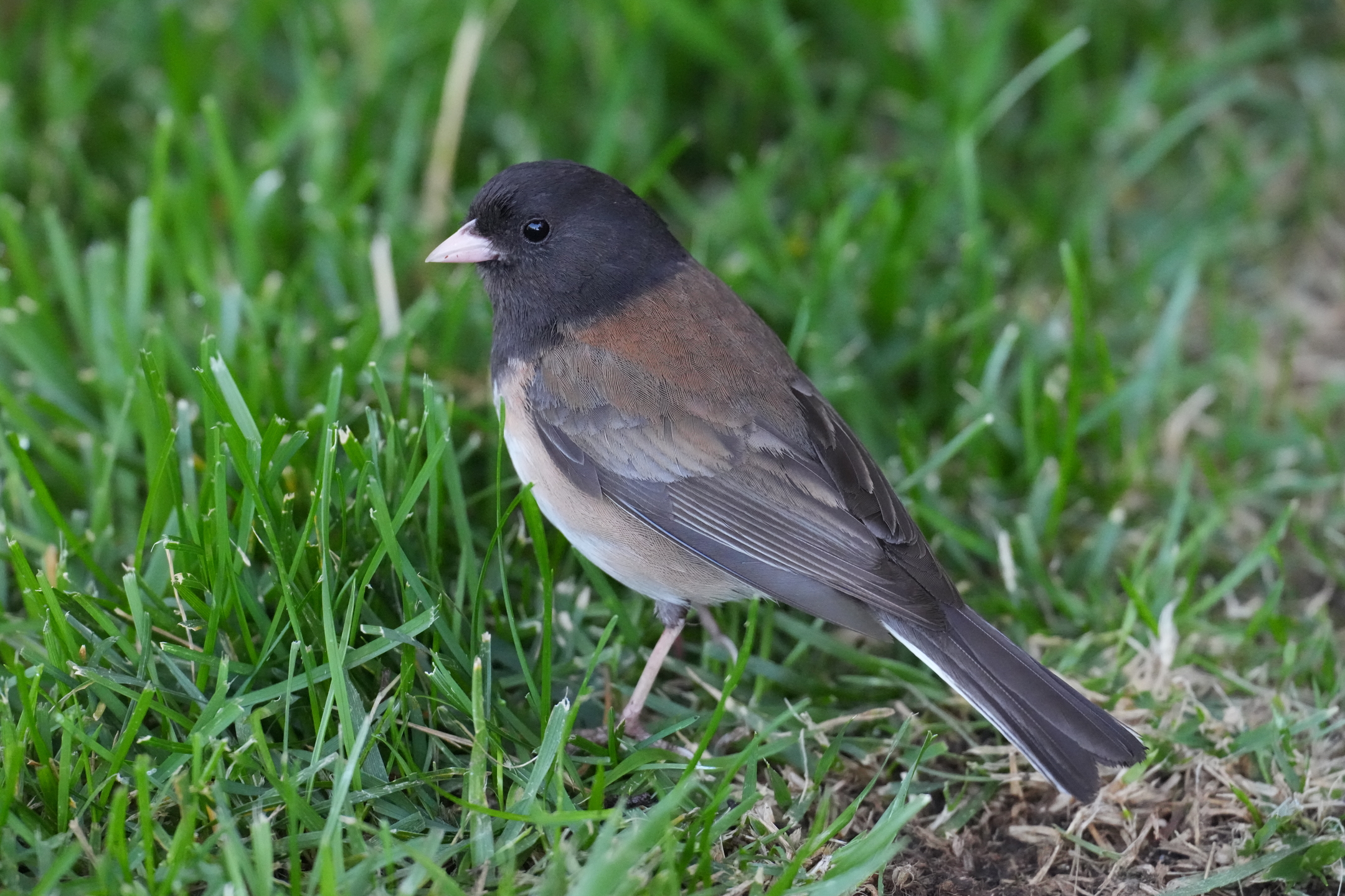 Dark-Eyed Junco