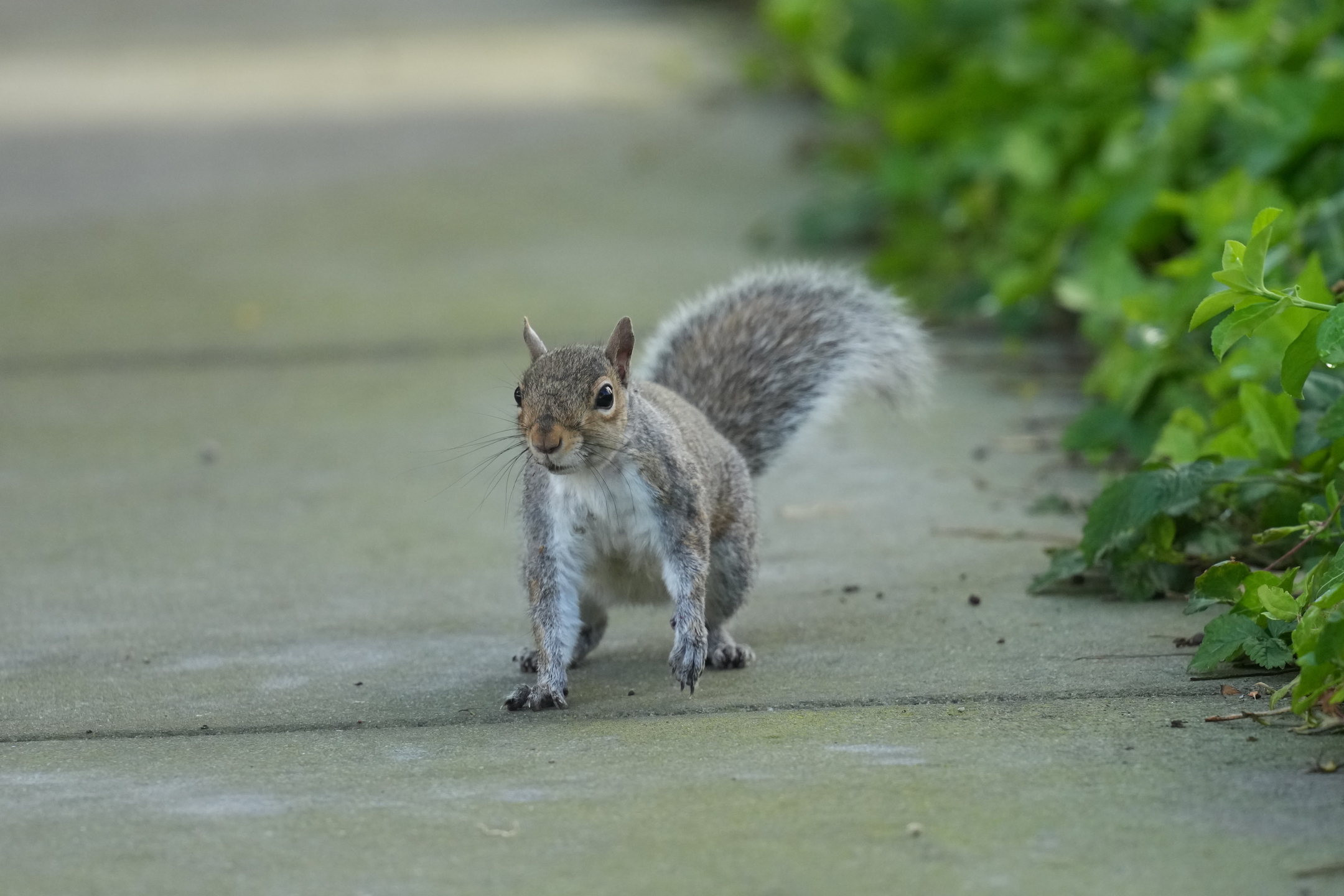 Eastern Gray Squirrel