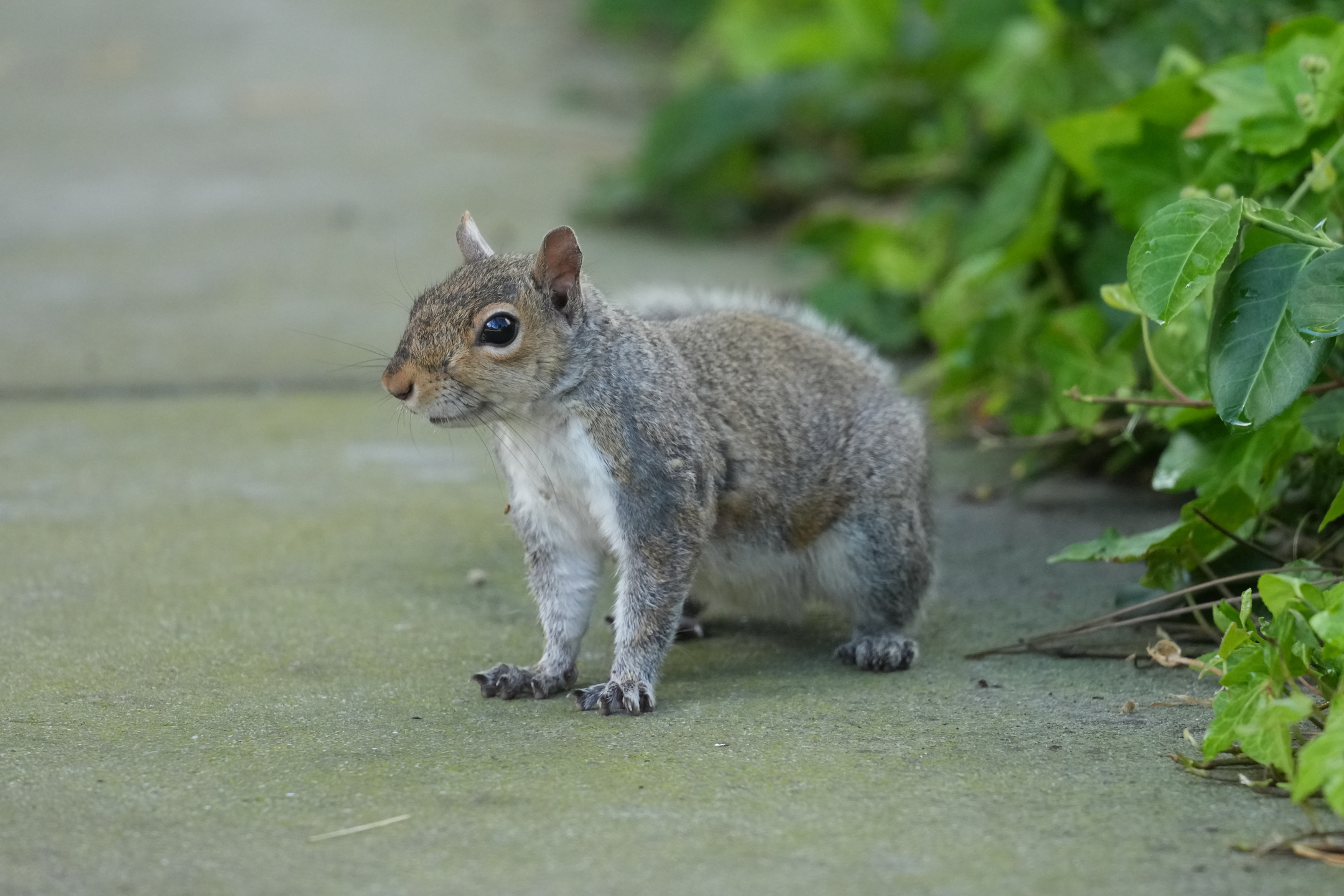 Eastern Gray Squirrel