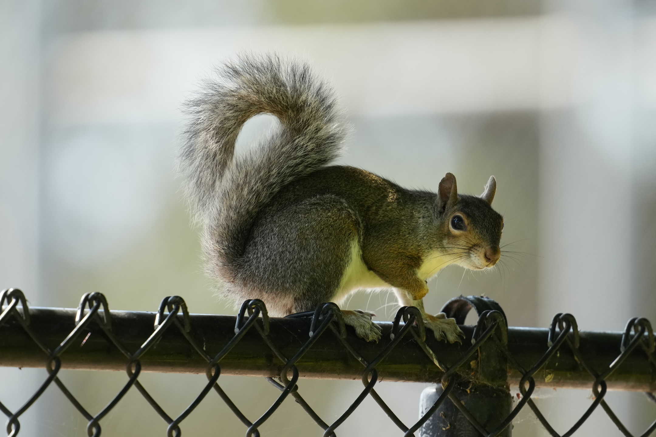 Eastern Gray Squirrel