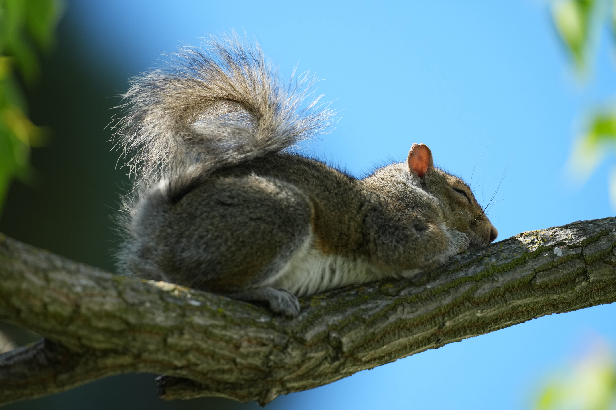 Eastern Gray Squirrel