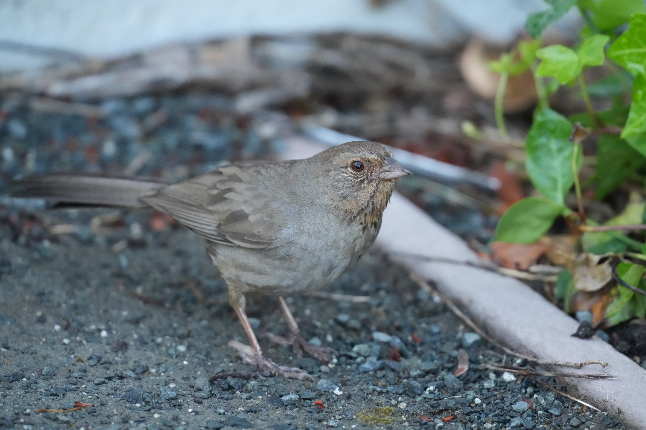 California Towhee
