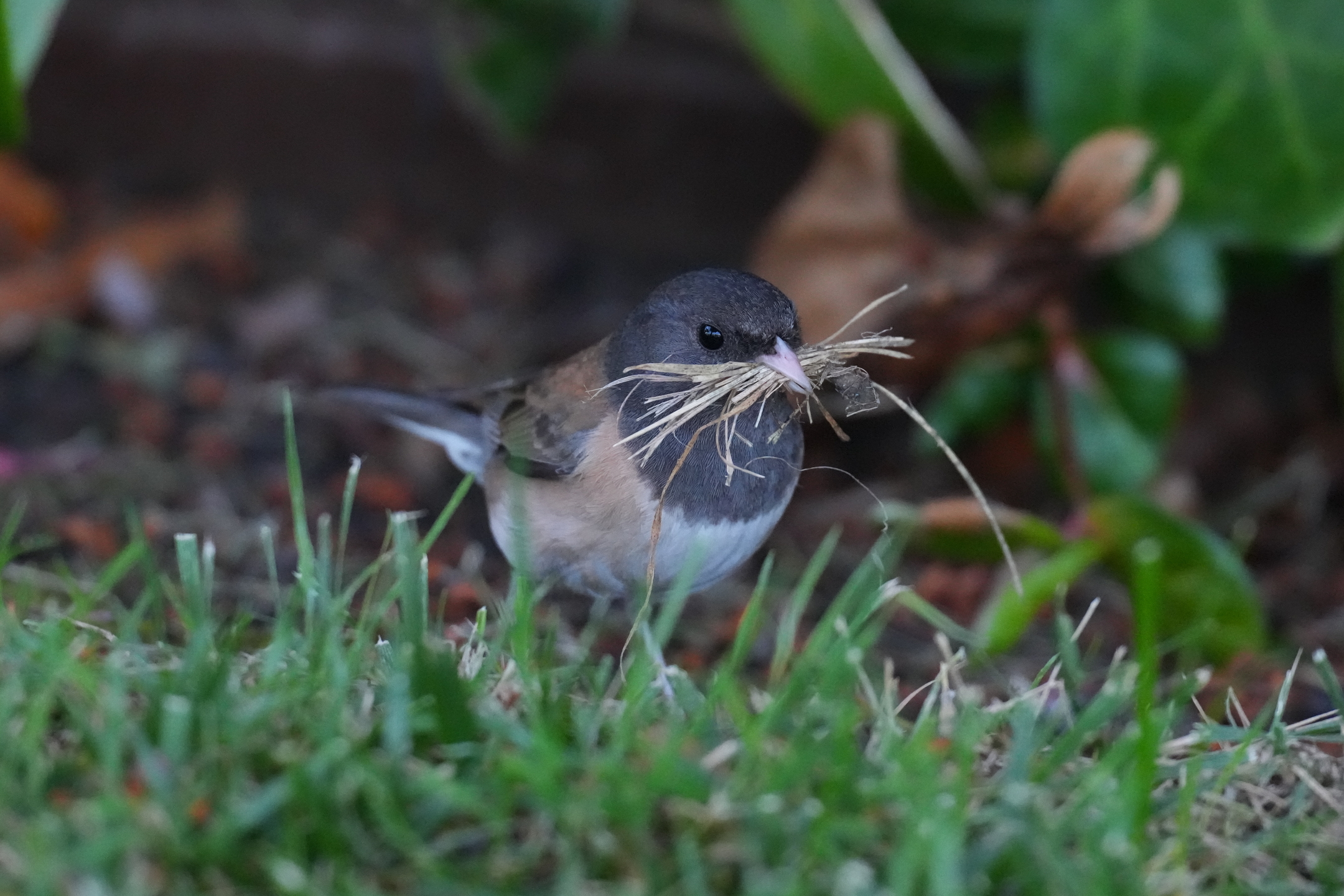 Dark-Eyed Junco