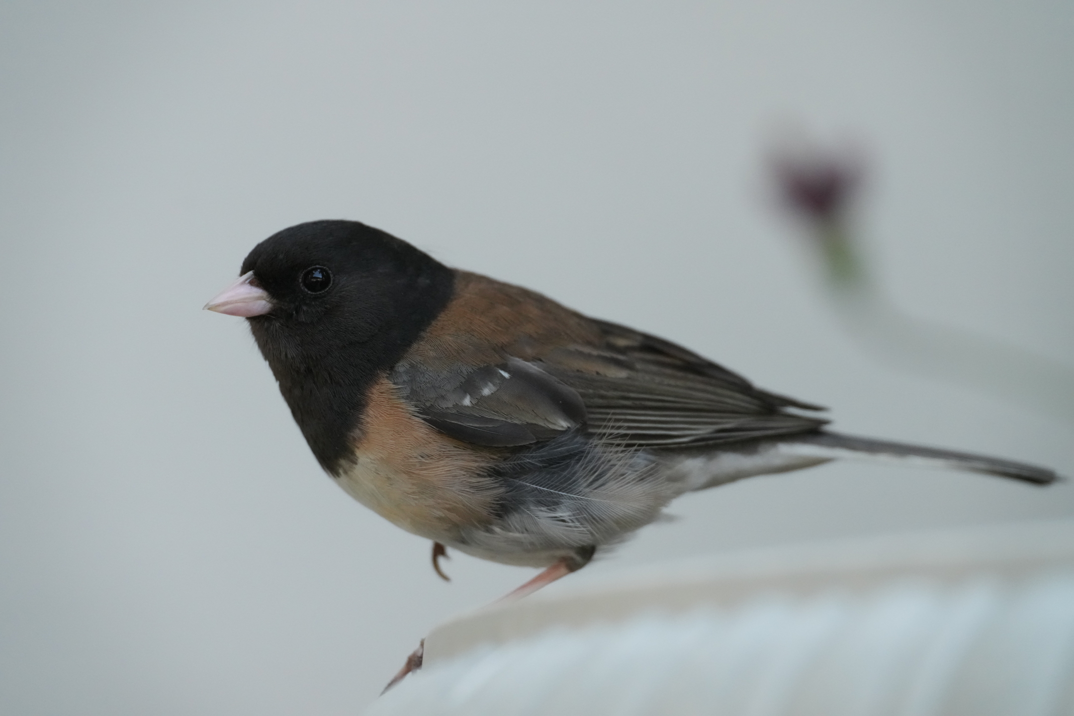 Dark-Eyed Junco