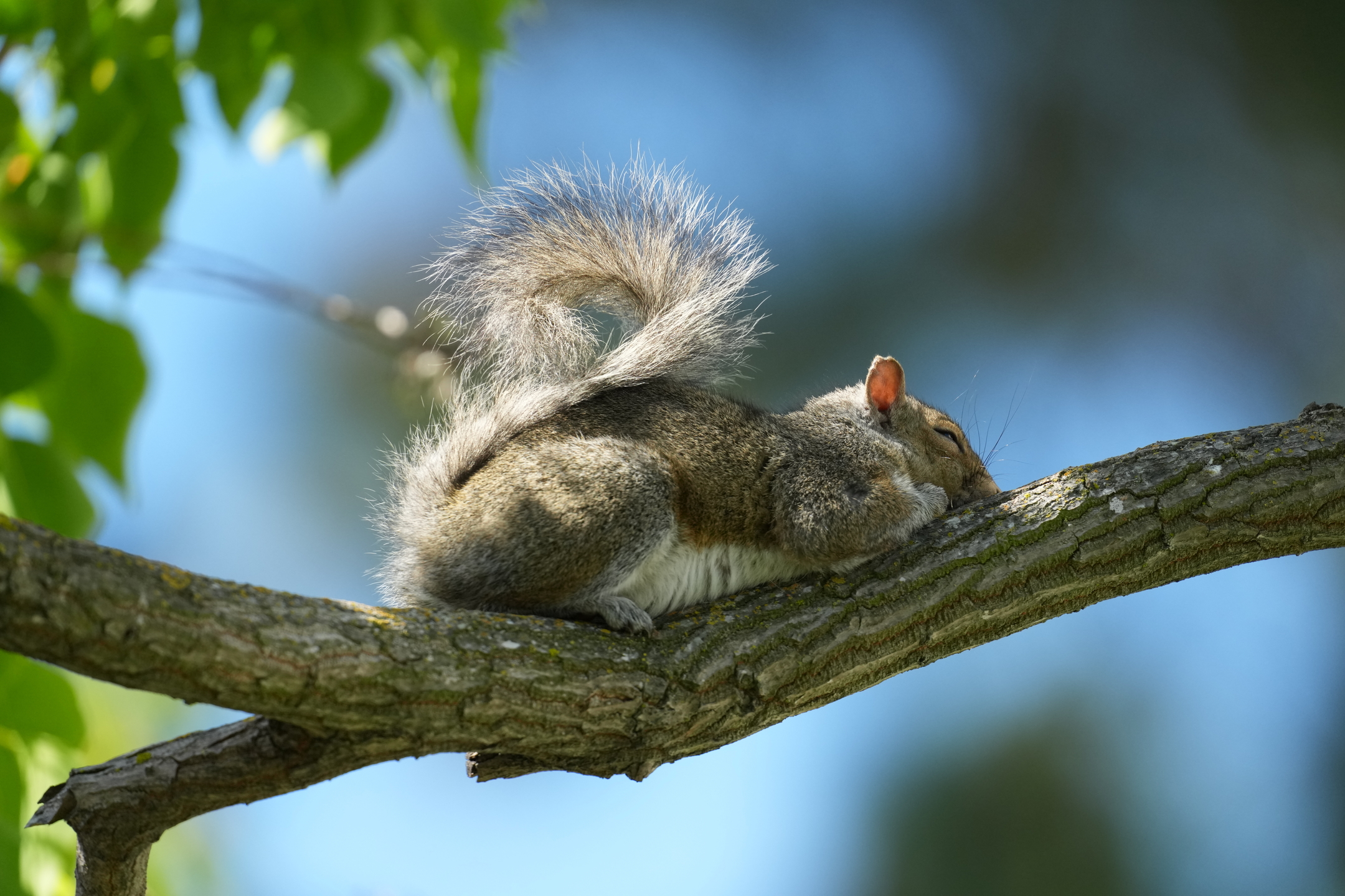Eastern Gray Squirrel