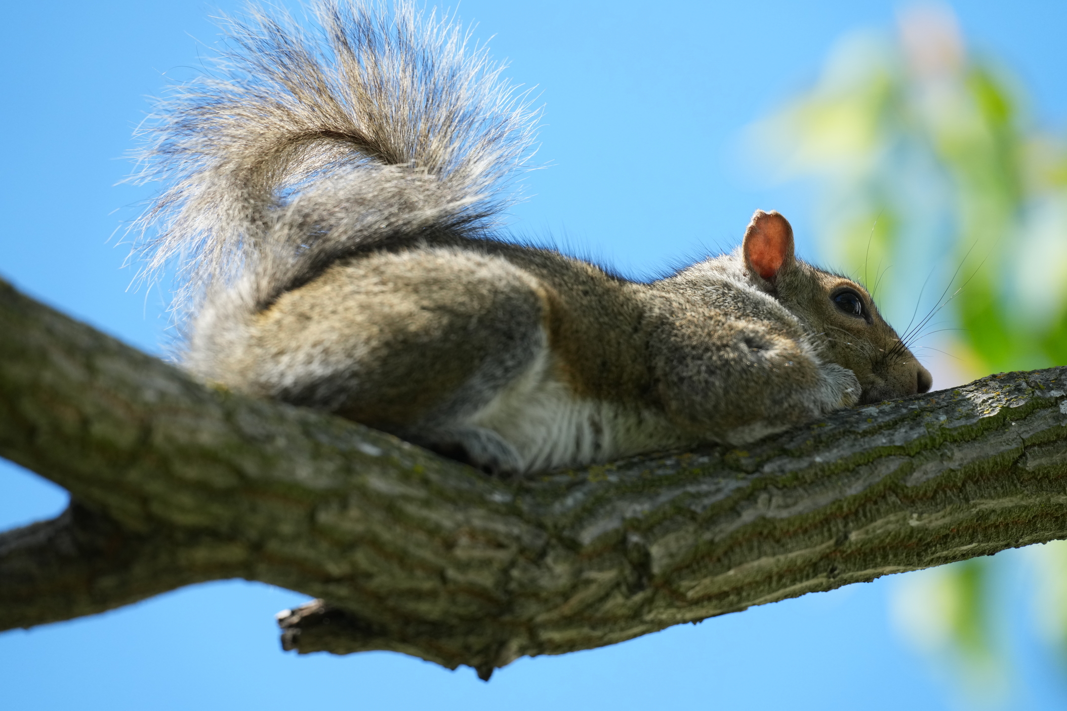 Eastern Gray Squirrel
