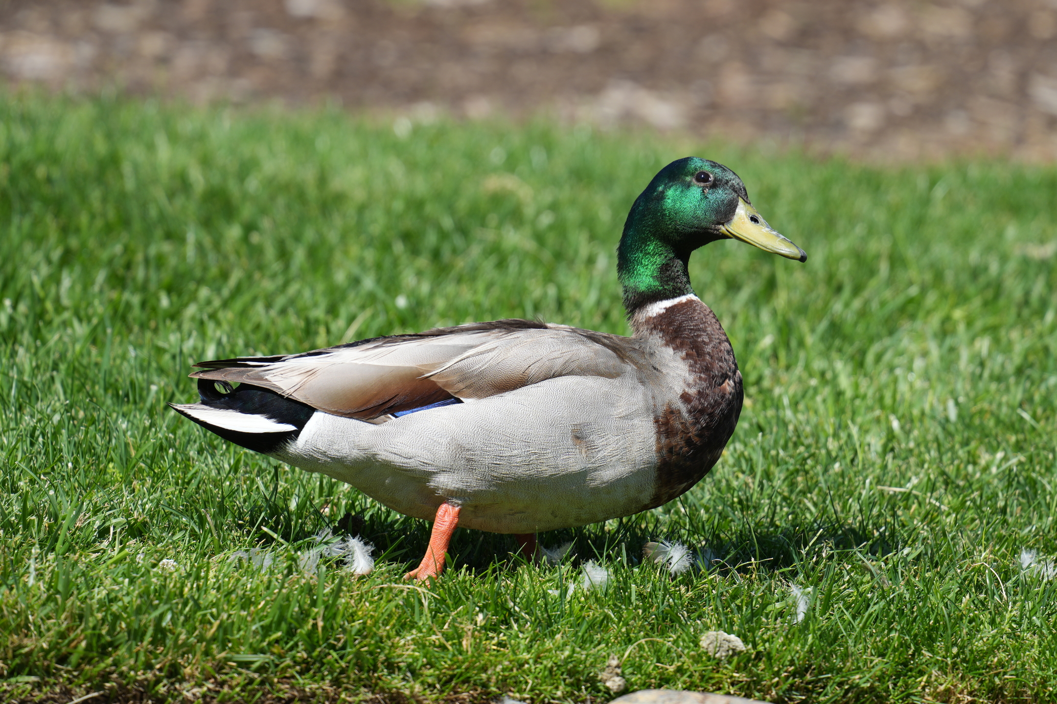 Mallard
