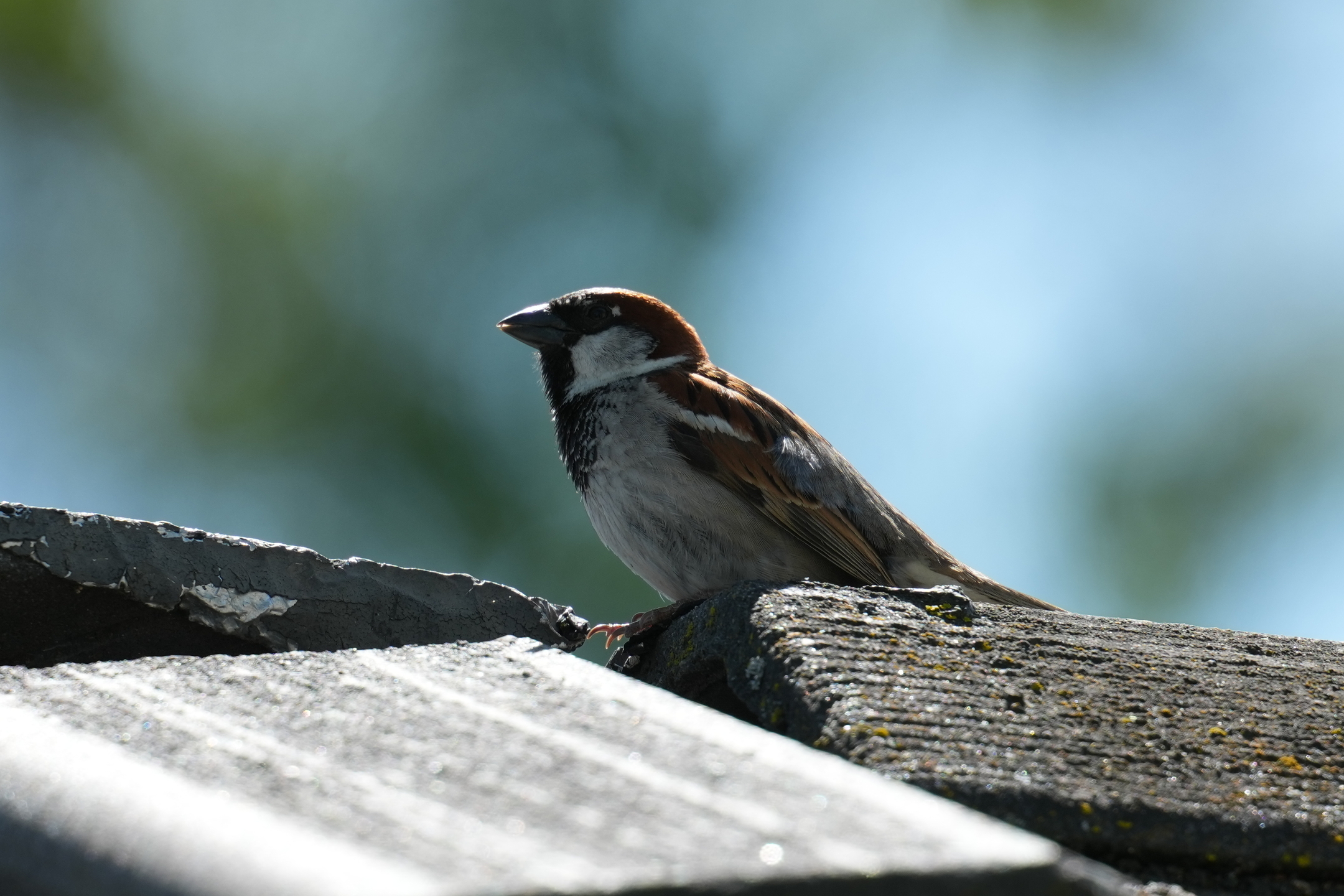 Sind Sparrow