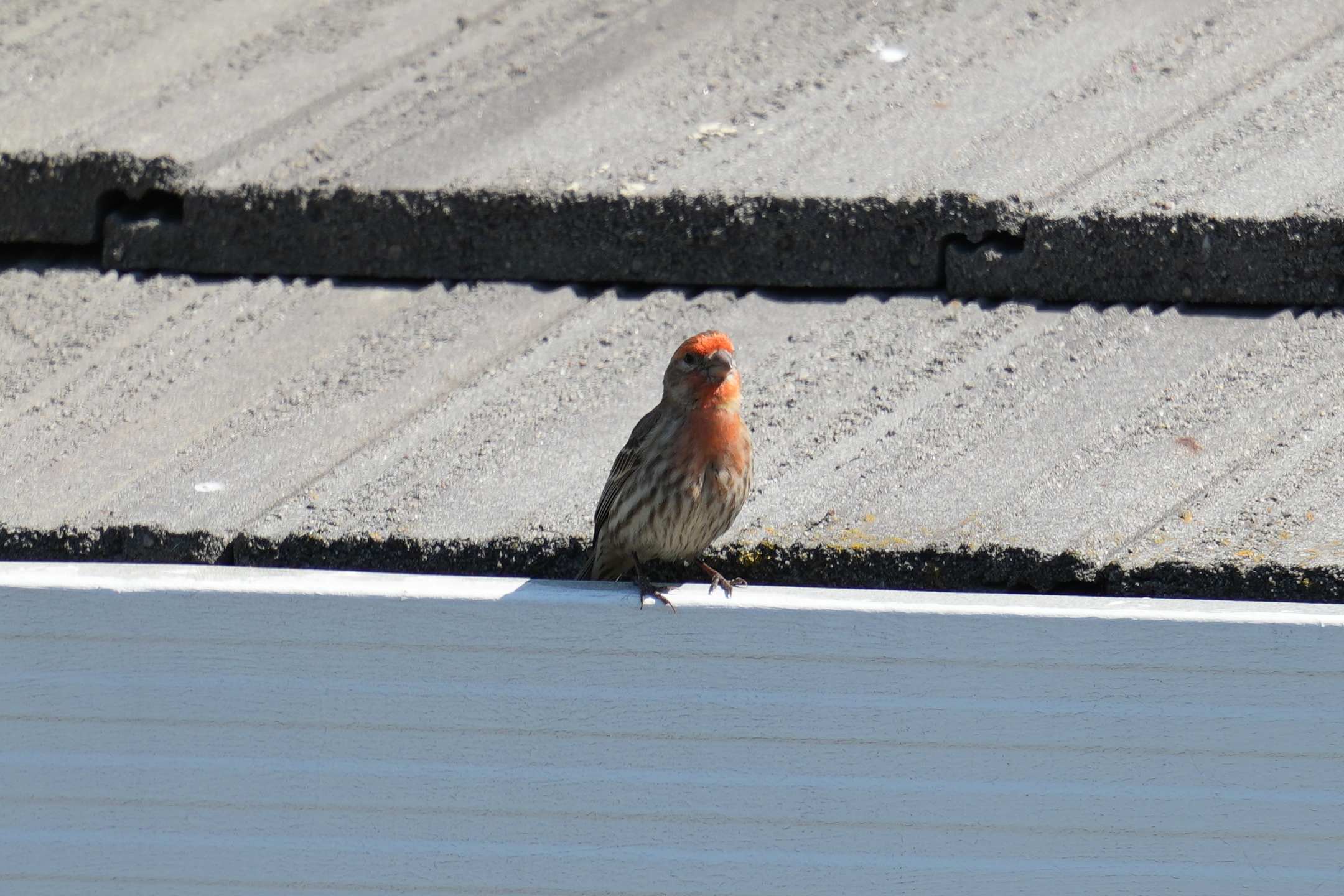 House Finch