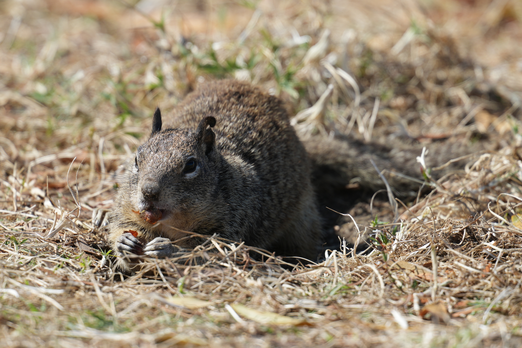 California Ground Squirrel