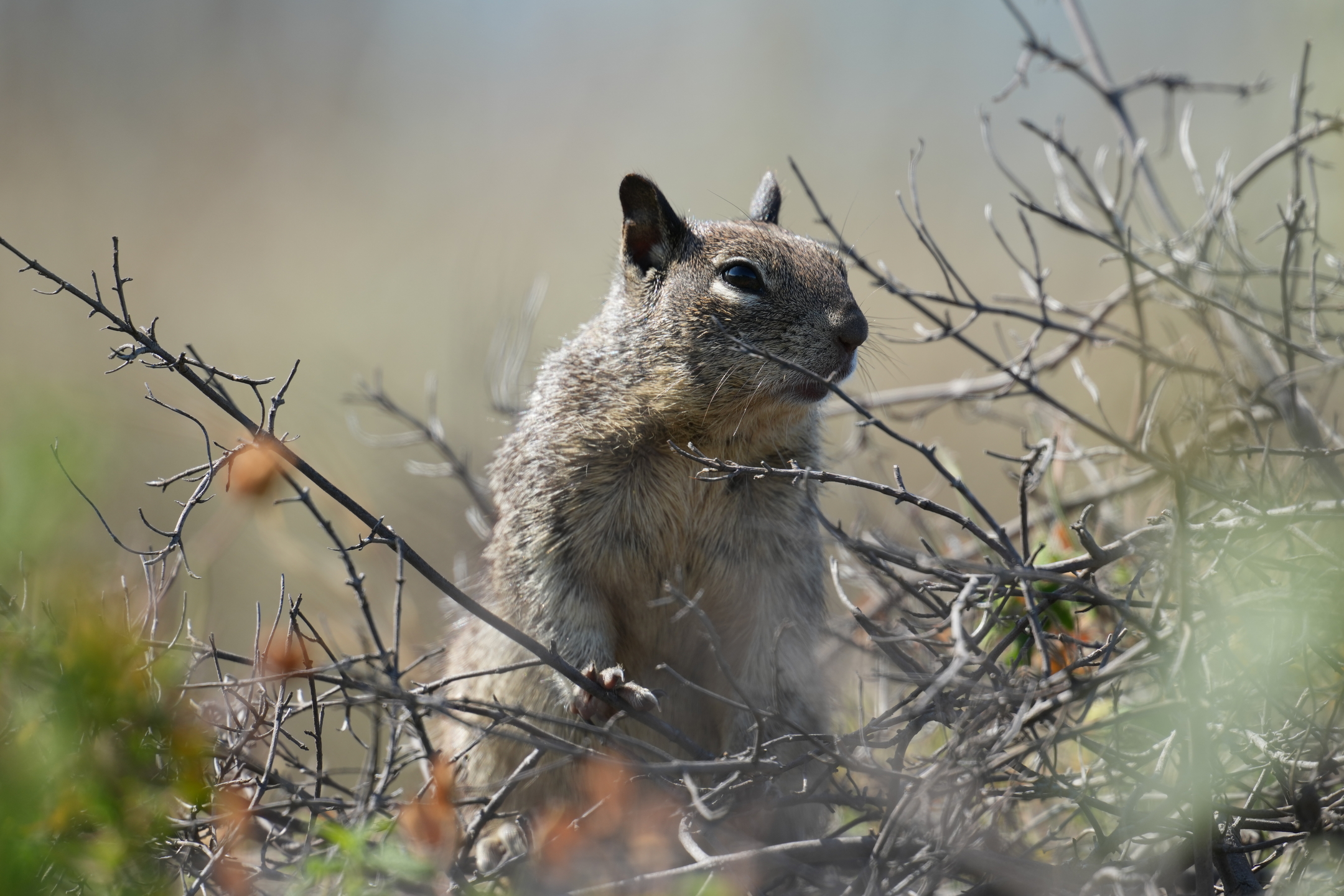 California Ground Squirrel