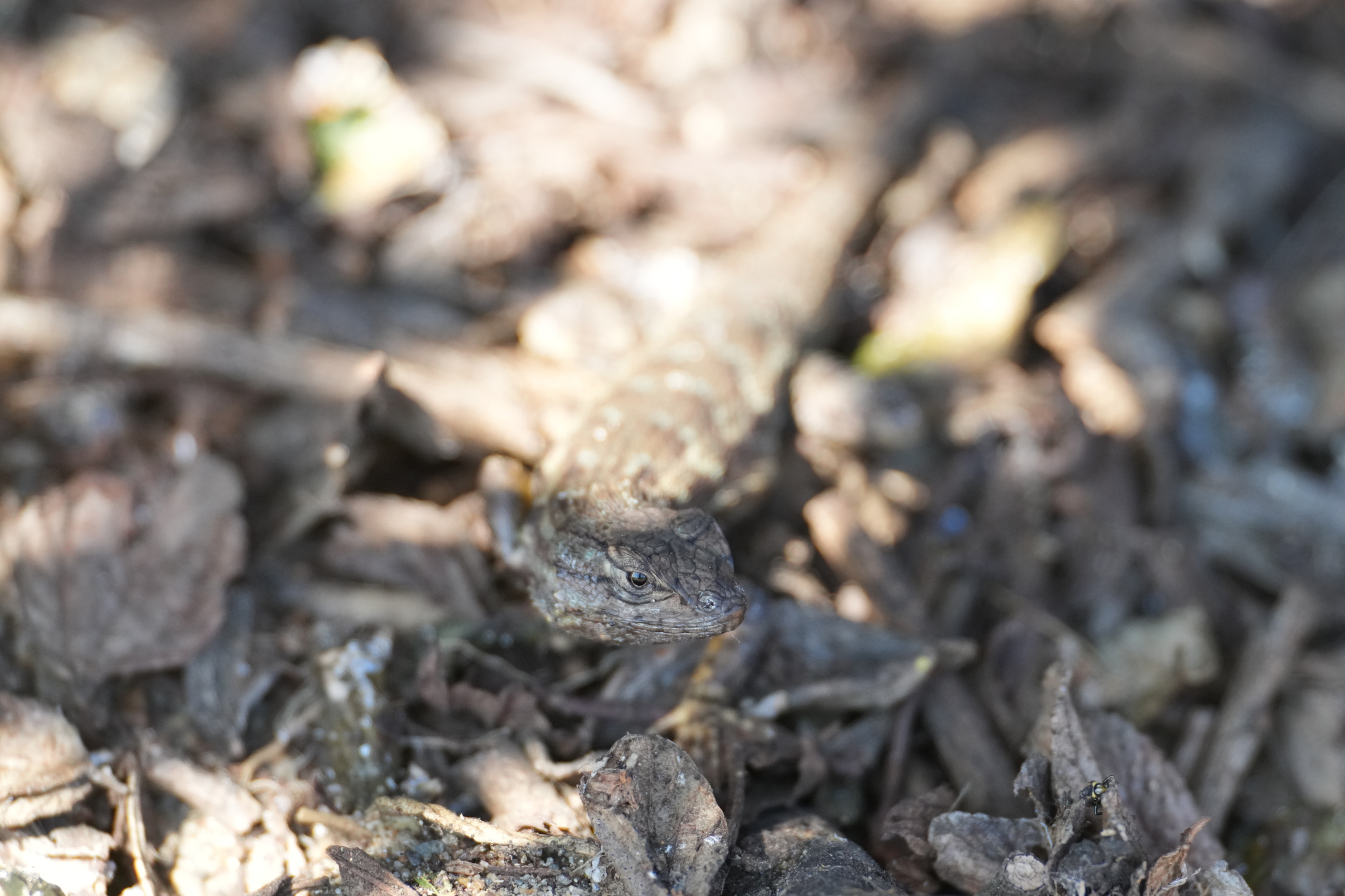 Coast Range Fence Lizard