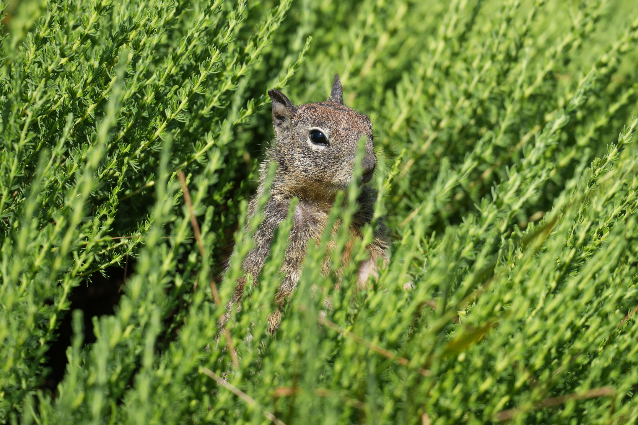 California Ground Squirrel