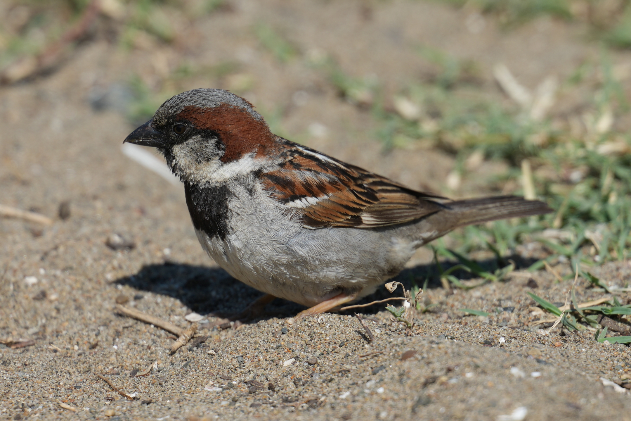 Sind Sparrow