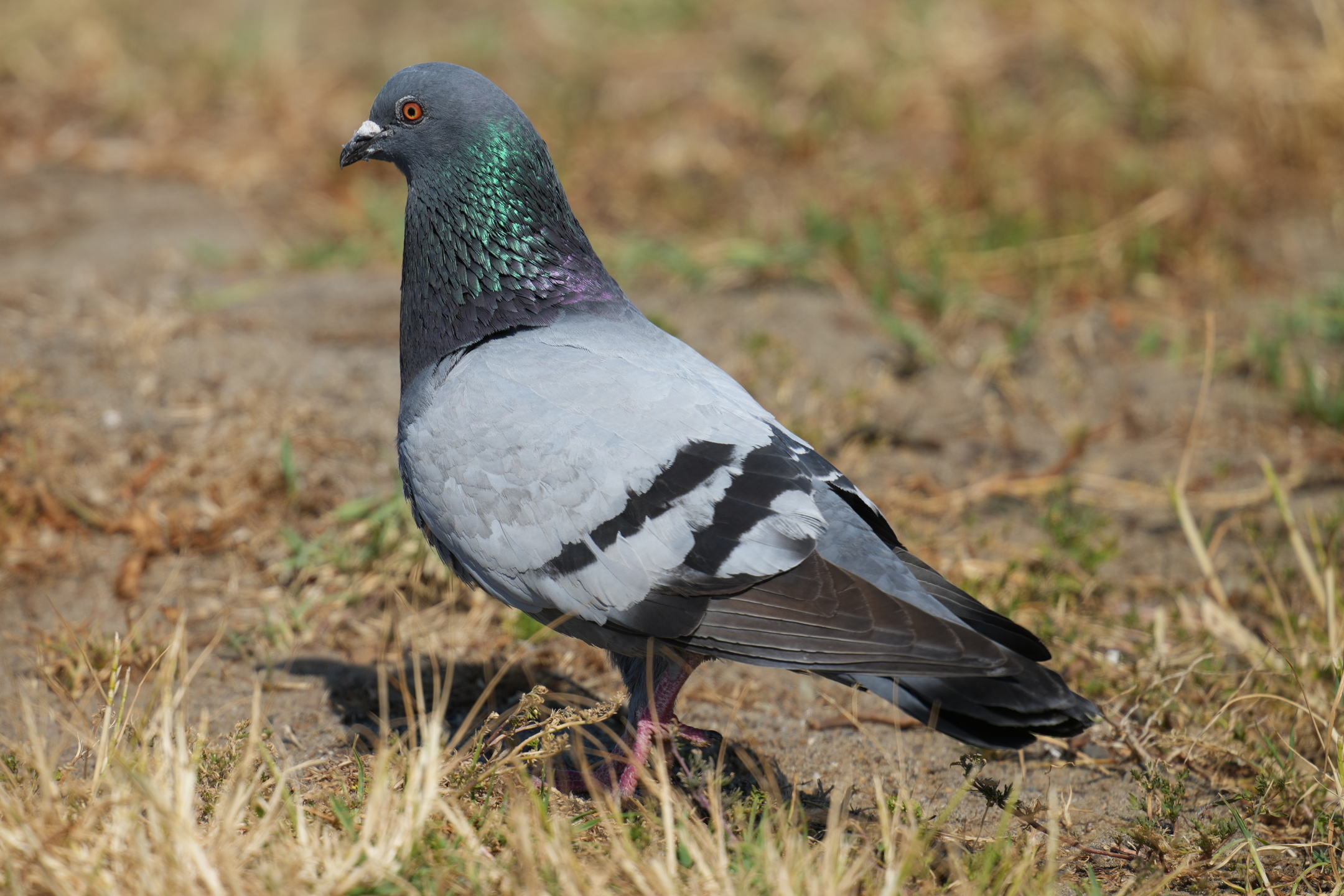 Feral Pigeon