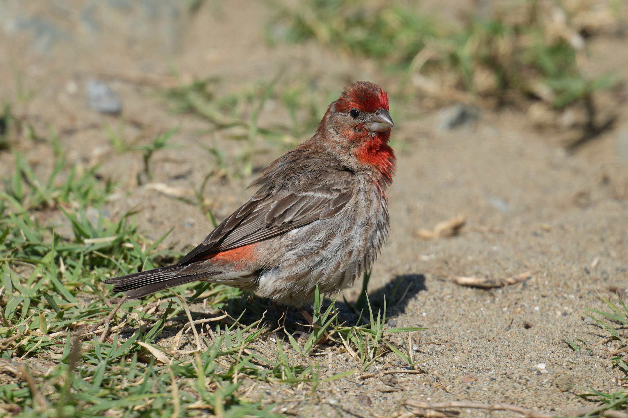 American Rosefinch