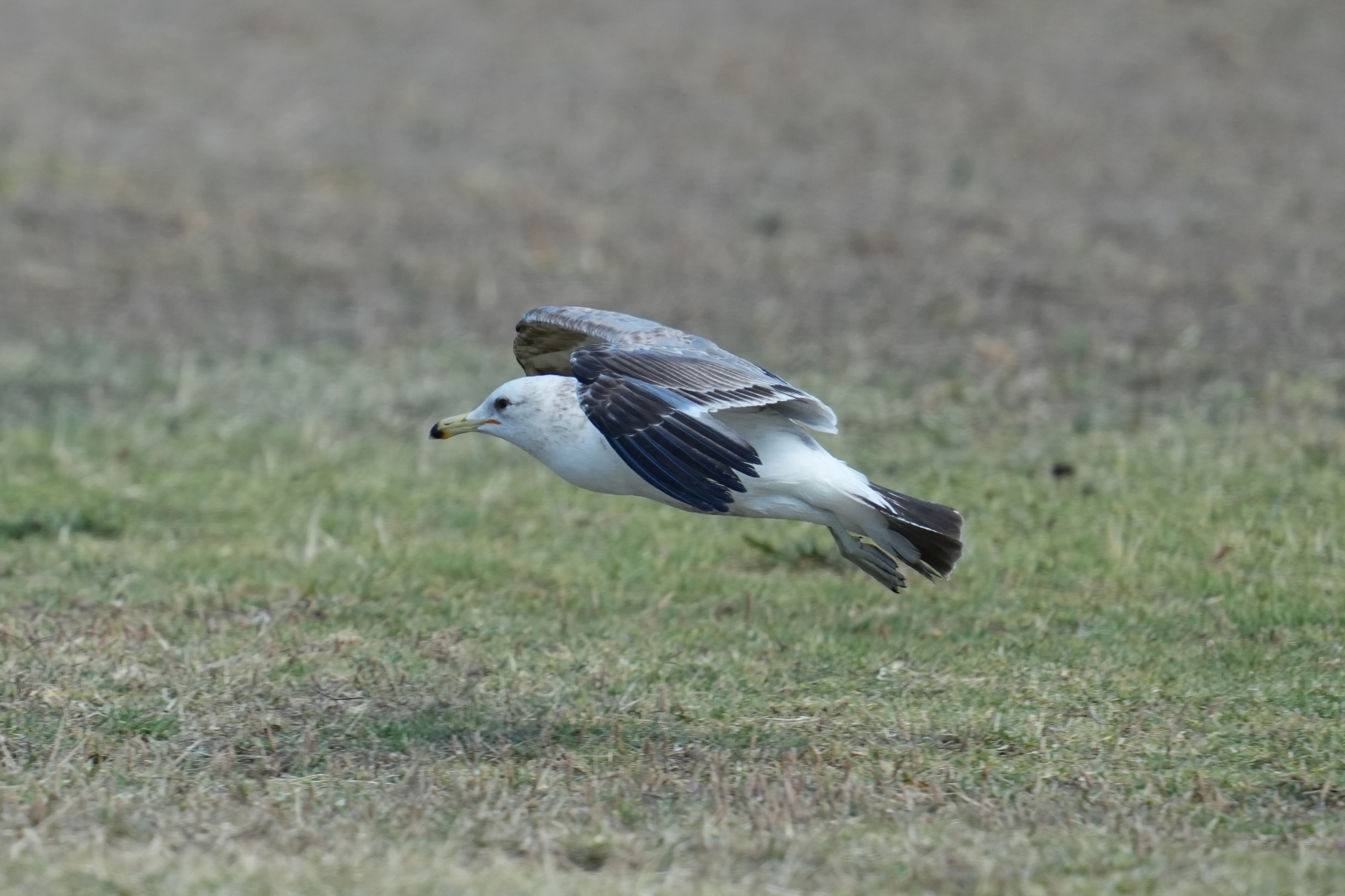 Ring-Billed Gull