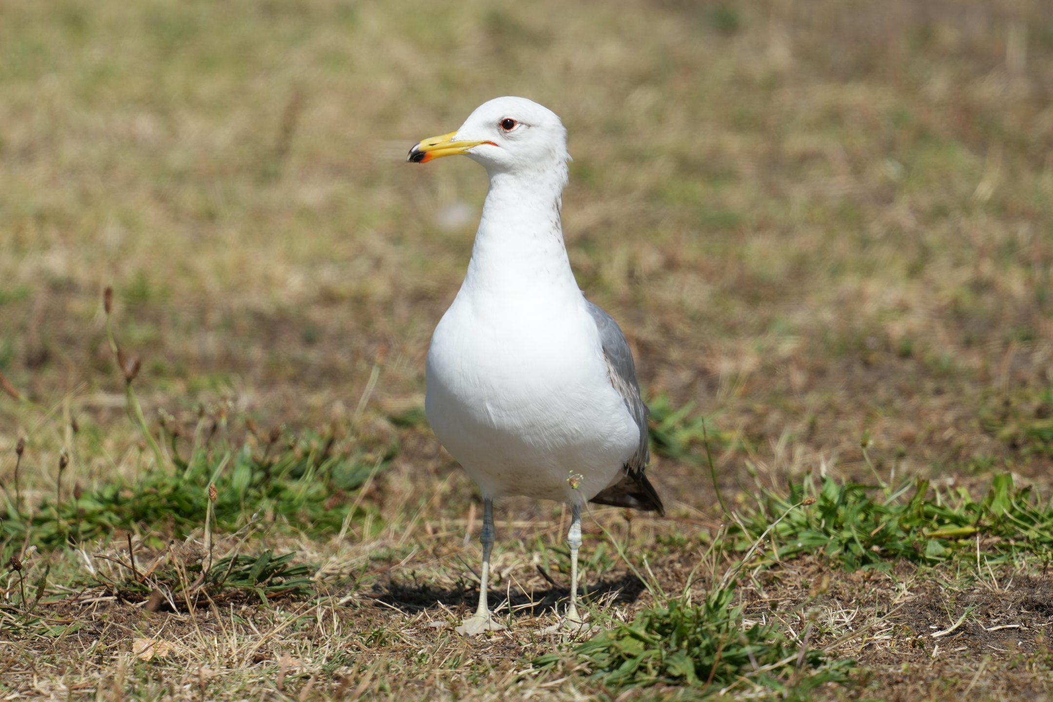 California Gull