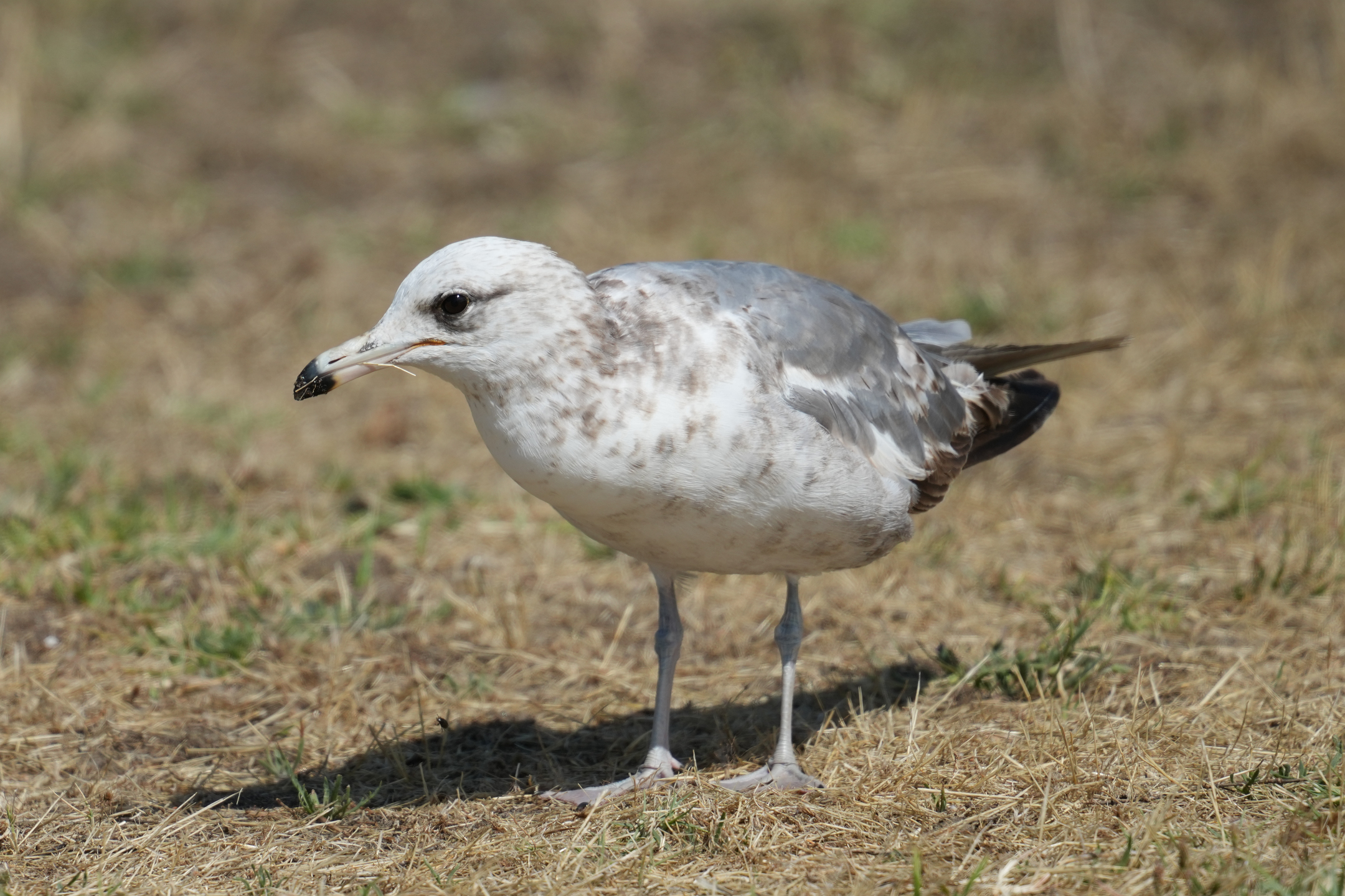 Ring-Billed Gull