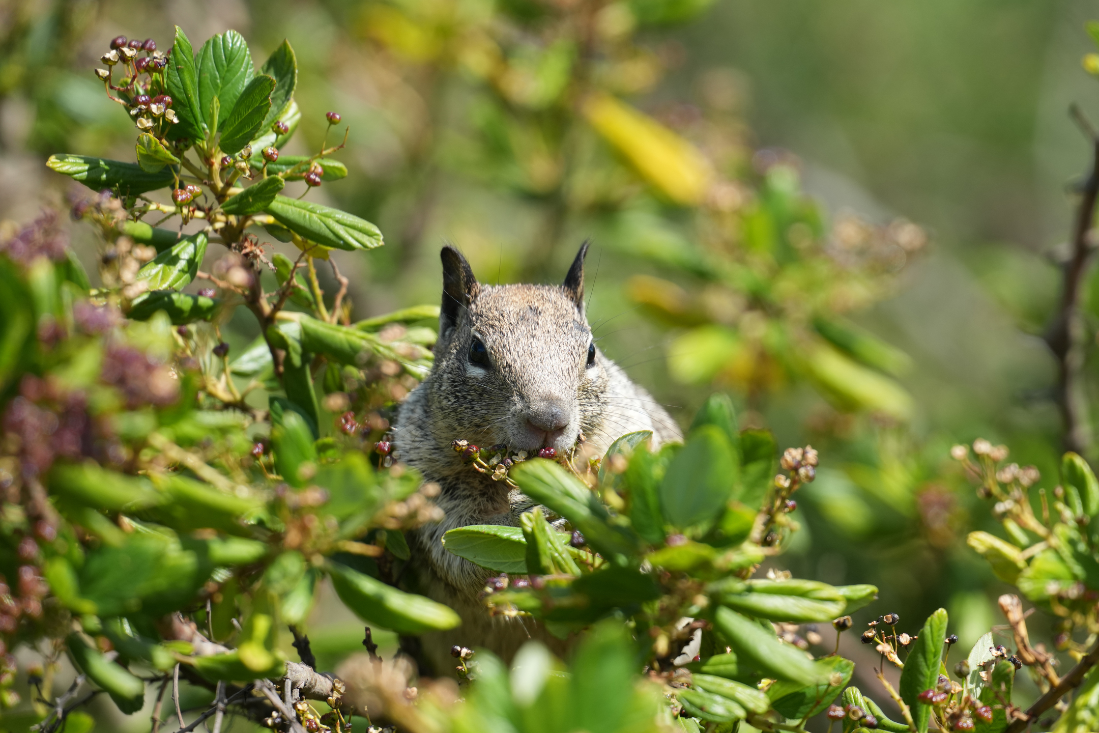 California Ground Squirrel