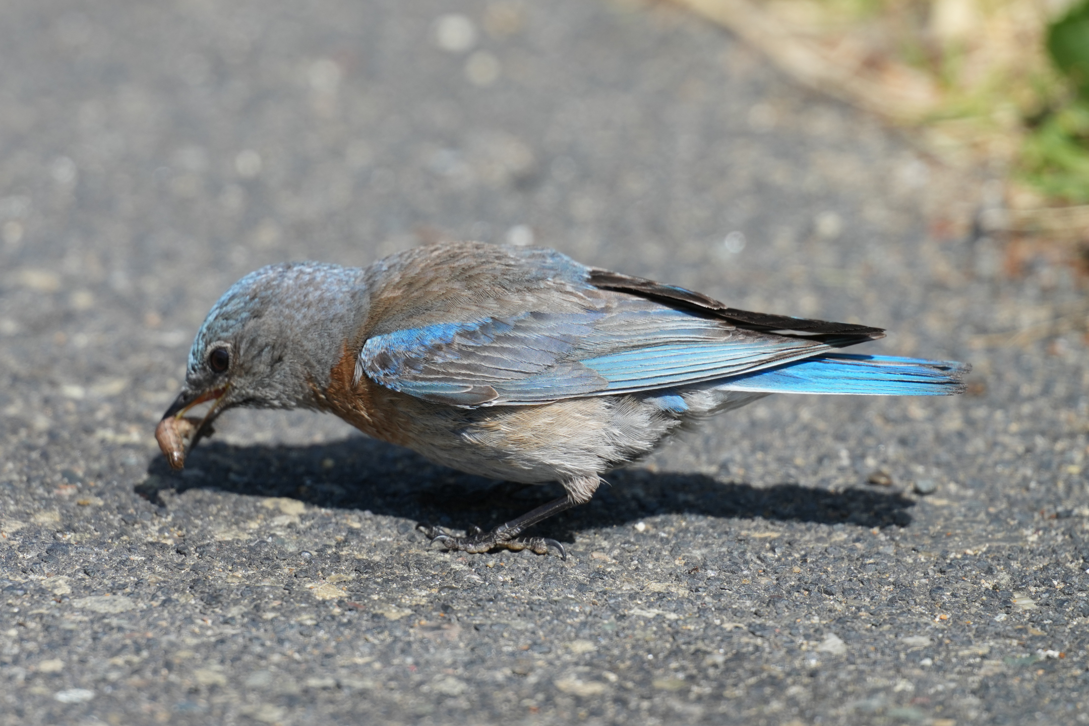 Western Bluebird (Immature)