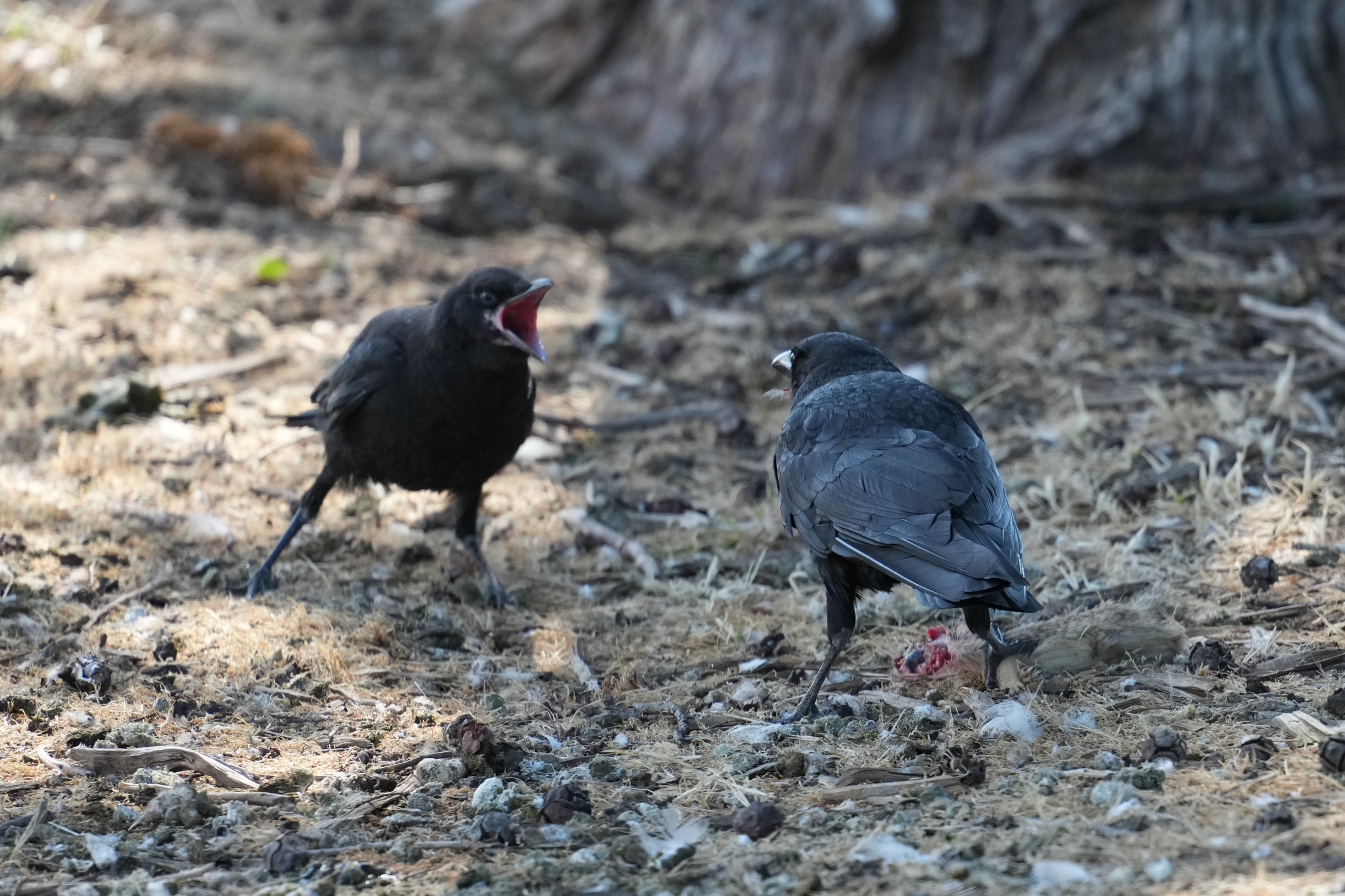 American Crow  Feeding